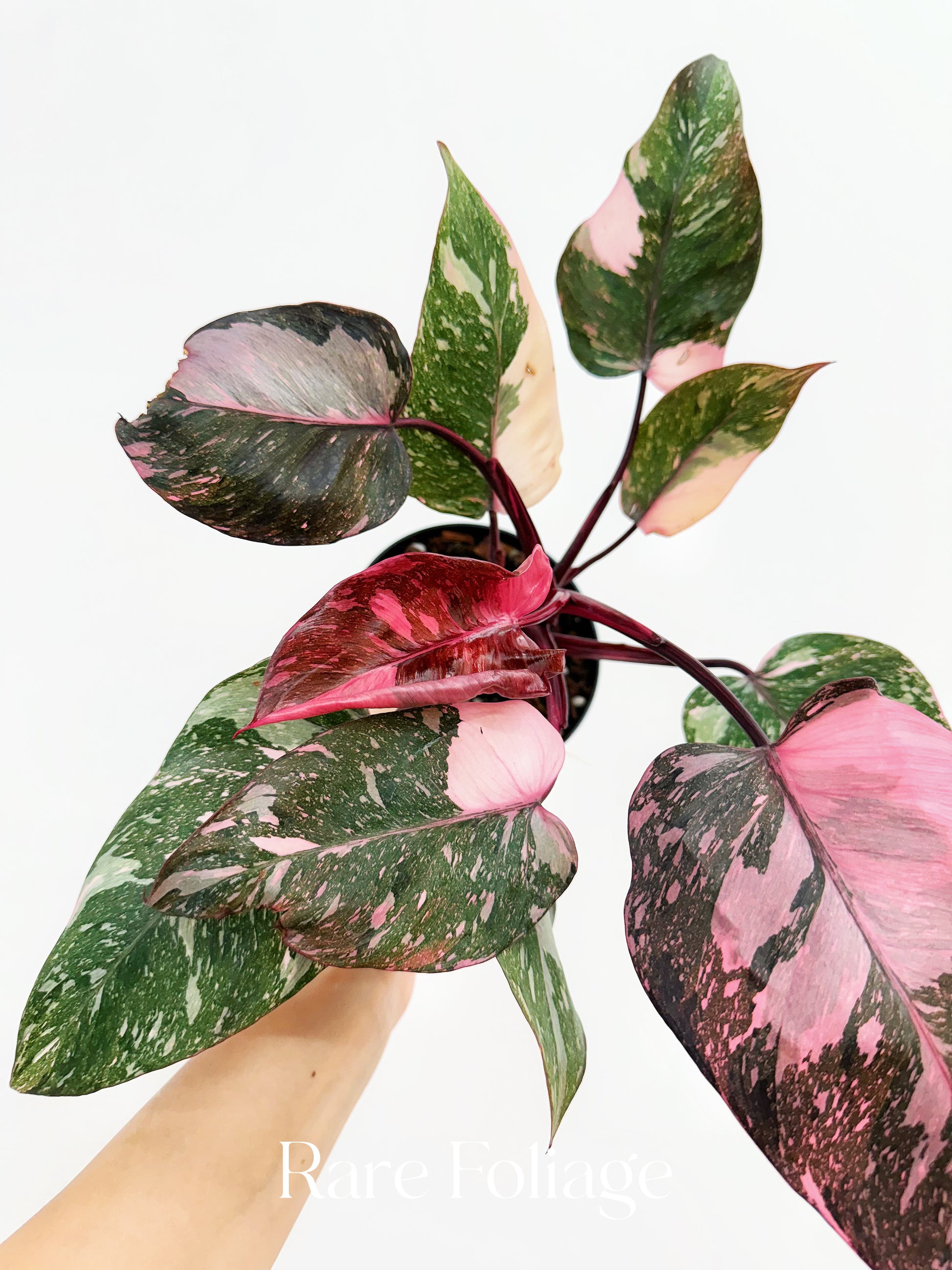 is philodendron pink princess rare Philodendron Pink Princess Galaxy 4” – Rare Foliage Plant Co