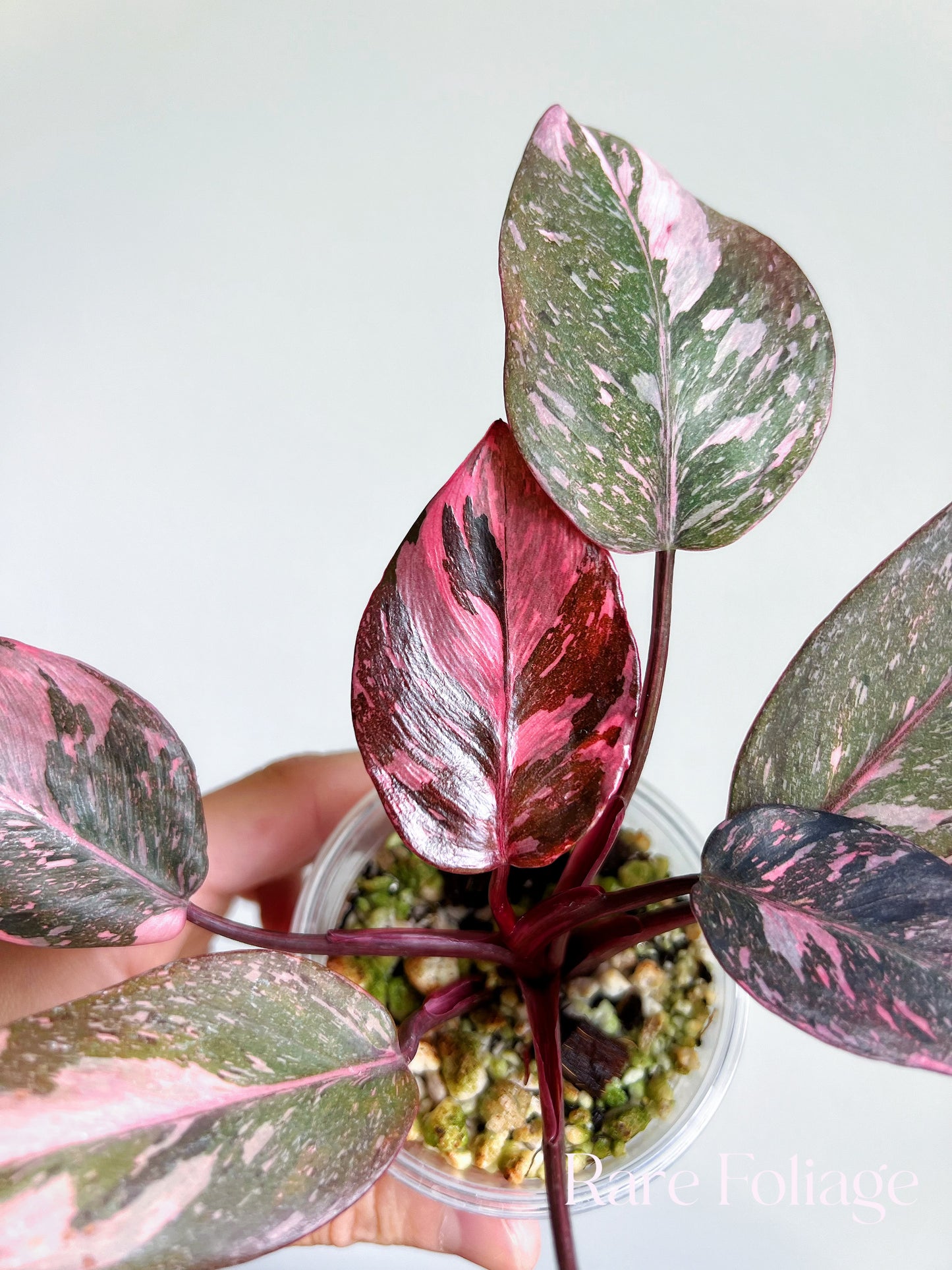 Philodendron Pink Princess Galaxy 3”