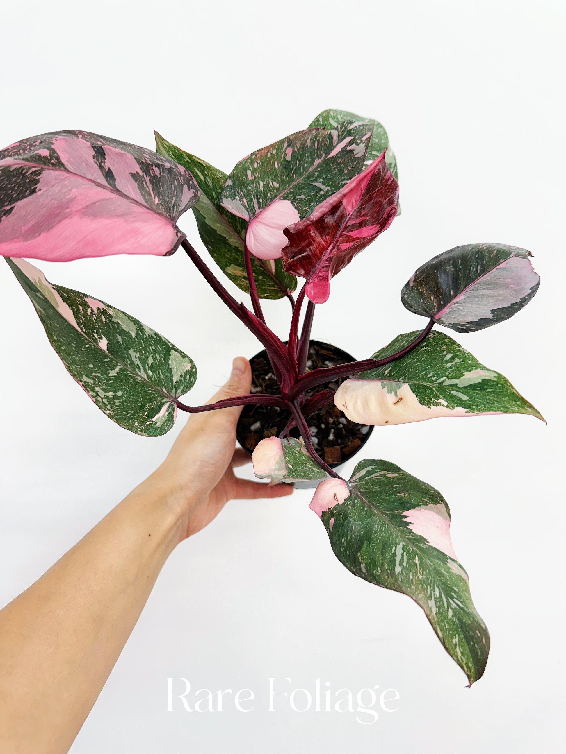 galaxy philodendron Philodendron Pink Princess Galaxy 4” – Rare Foliage Plant Co