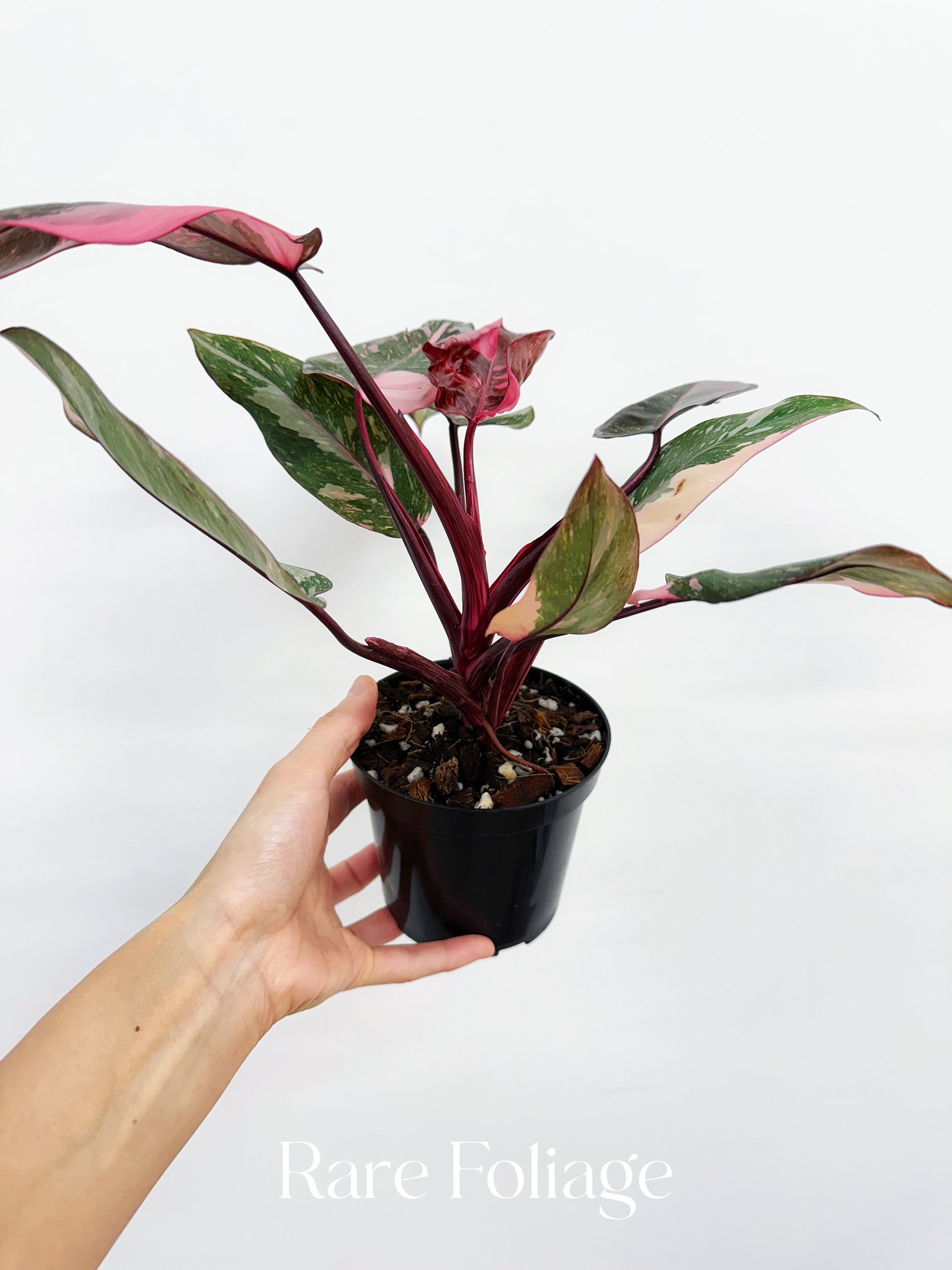pink princess philodendron galaxy Philodendron Pink Princess Galaxy 4” – Rare Foliage Plant Co