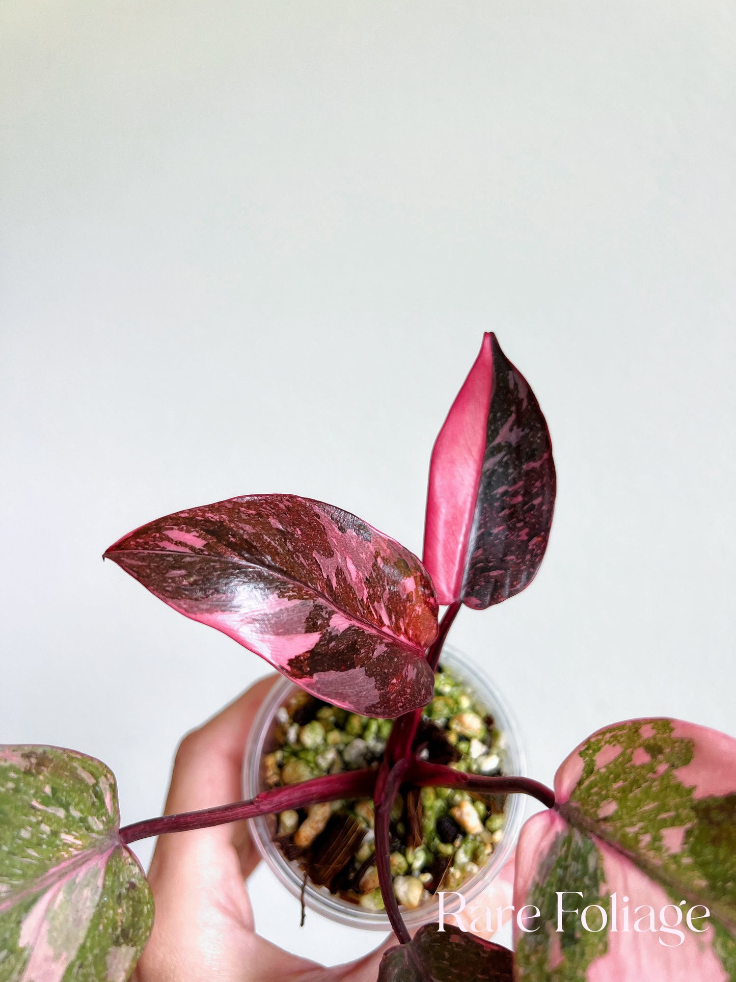 Philodendron Pink Princess Galaxy 3”