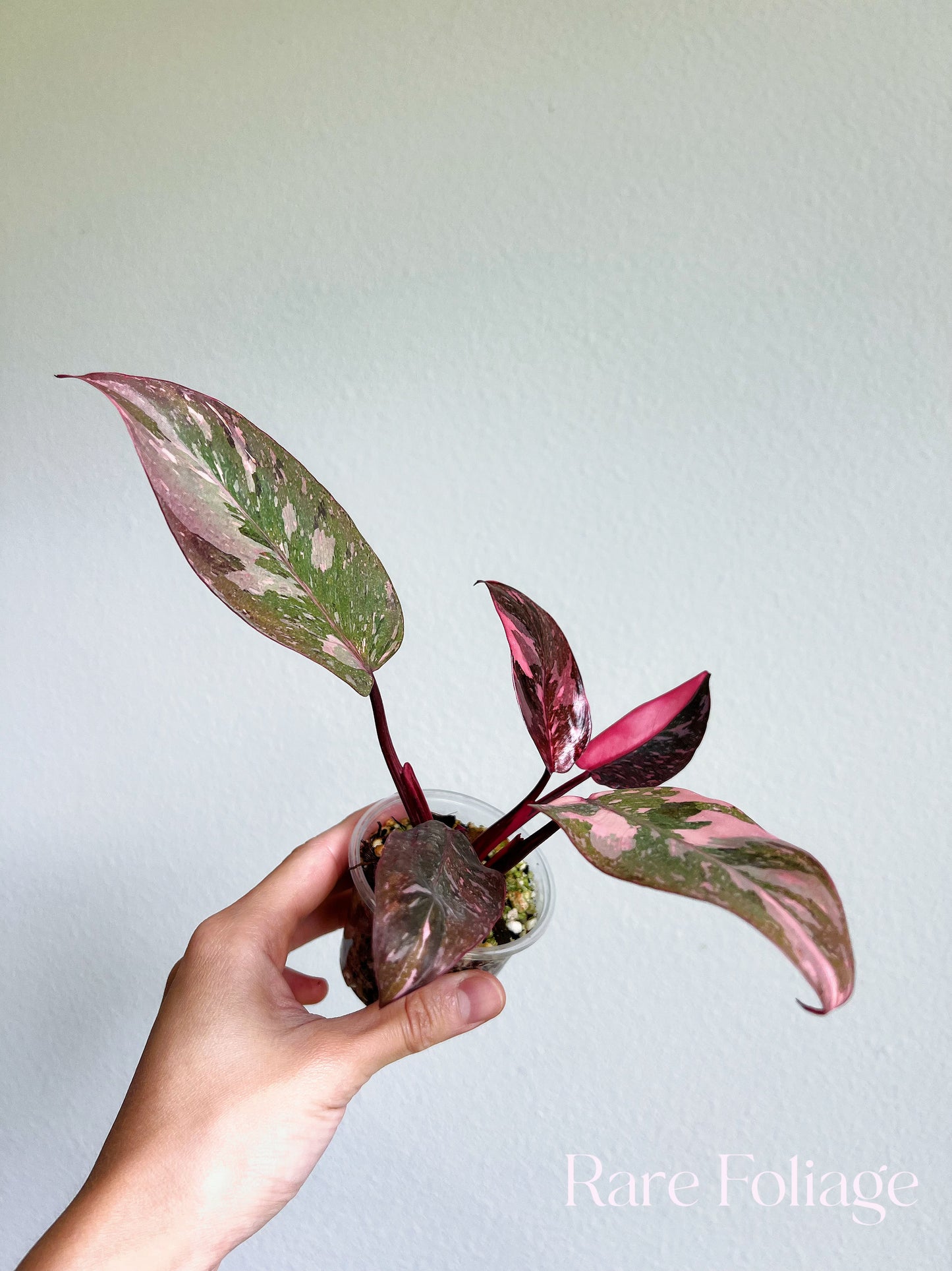 Philodendron Pink Princess Galaxy 3”