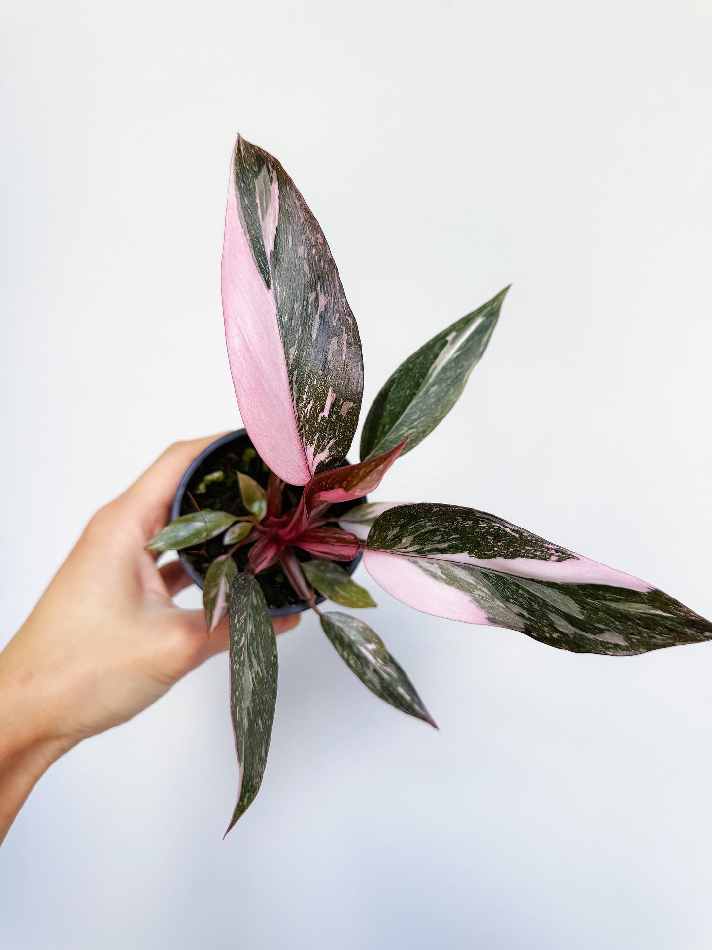 Philodendron Pink Princess Galaxy 3"