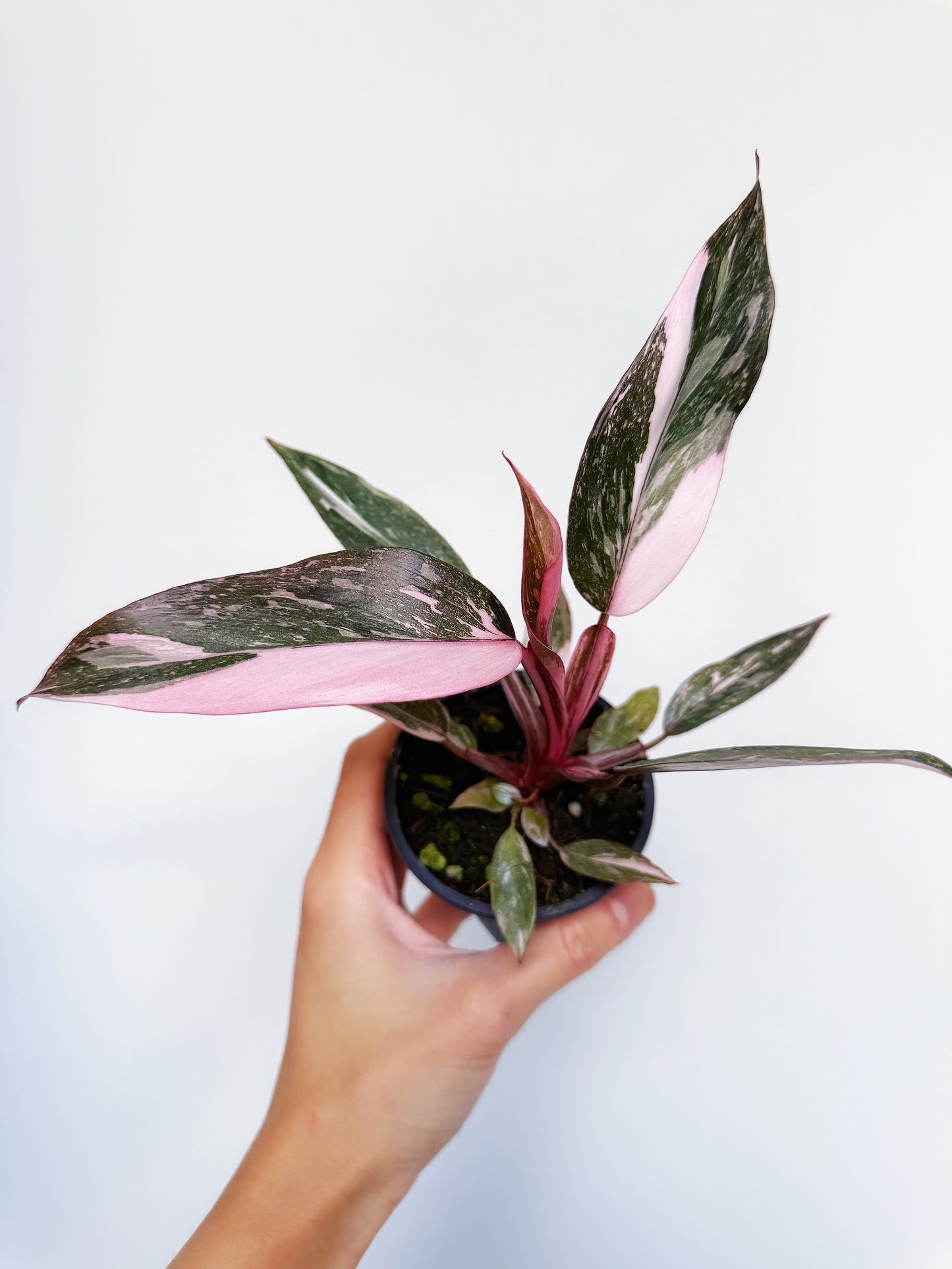 Philodendron Pink Princess Galaxy 3"