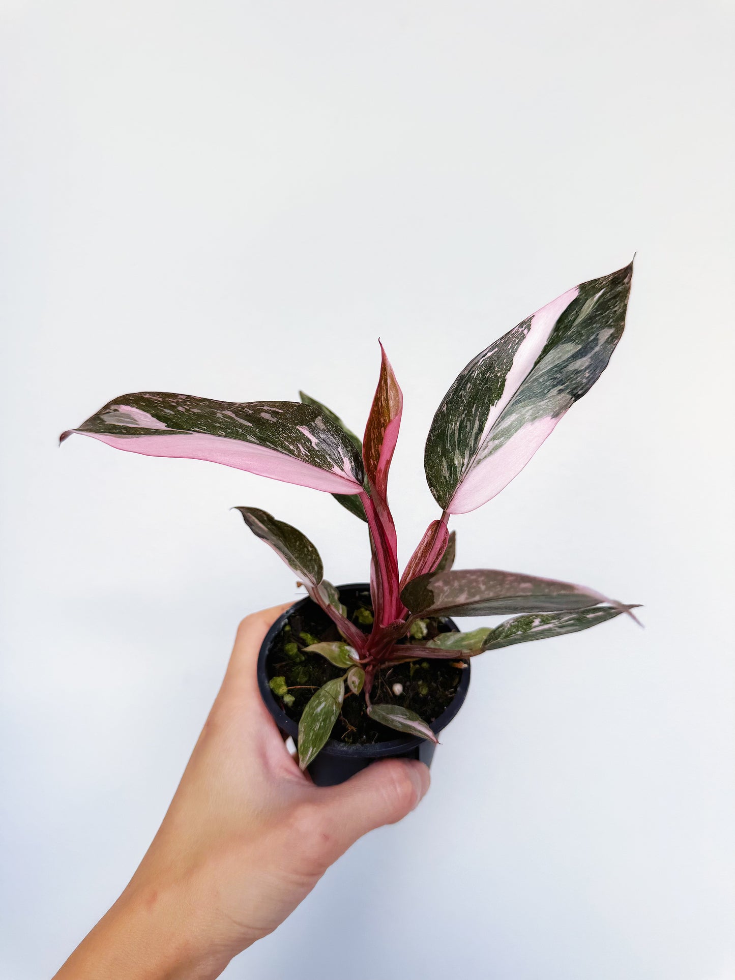 Philodendron Pink Princess Galaxy 3"