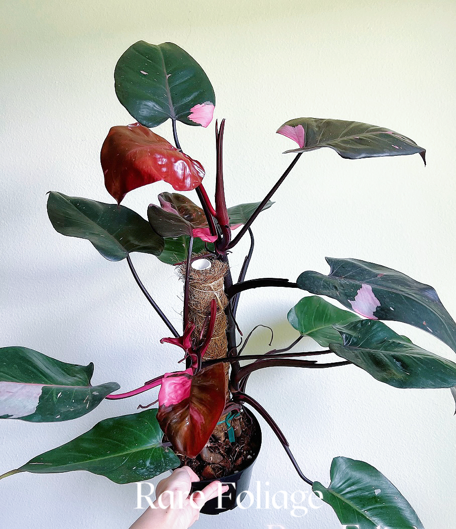 Philodendron Pink Princess Marble King 6" with Pole