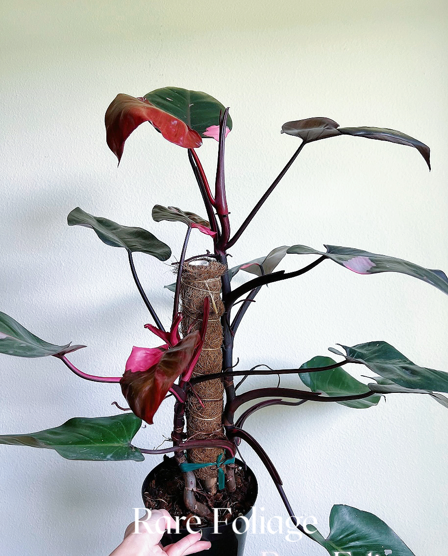Philodendron Pink Princess Marble King 6" with Pole