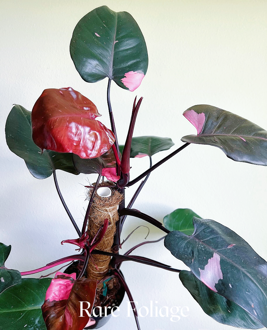 Philodendron Pink Princess Marble King 6" with Pole