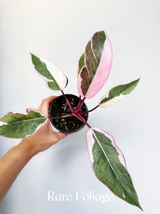 Philodendron Pink Princess Mutation 4"