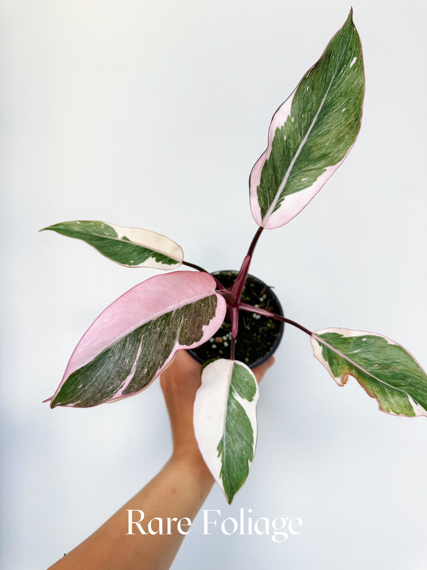 Philodendron Pink Princess Mutation 4"