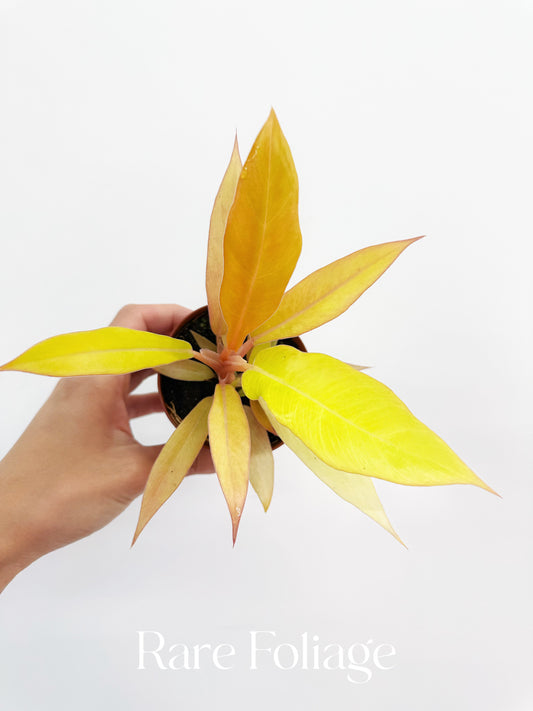 Philodendron Pluto Gold 3”