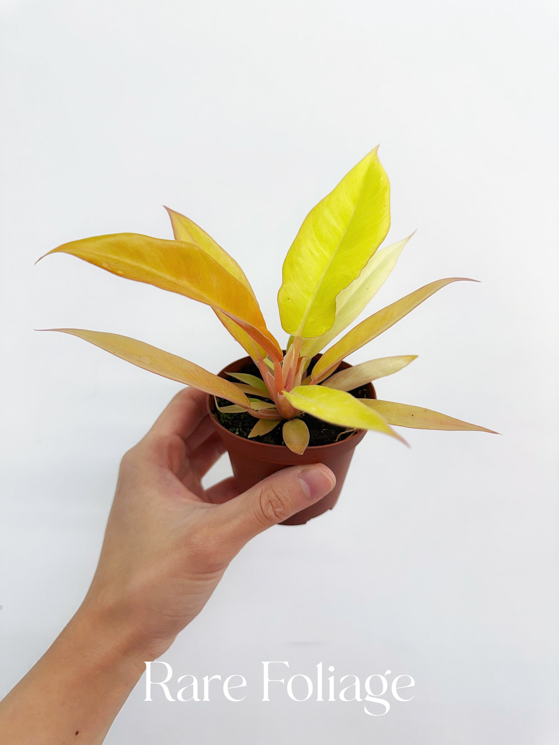 philodendron pluto for sale Philodendron Pluto Gold 3” – Rare Foliage Plant Co
