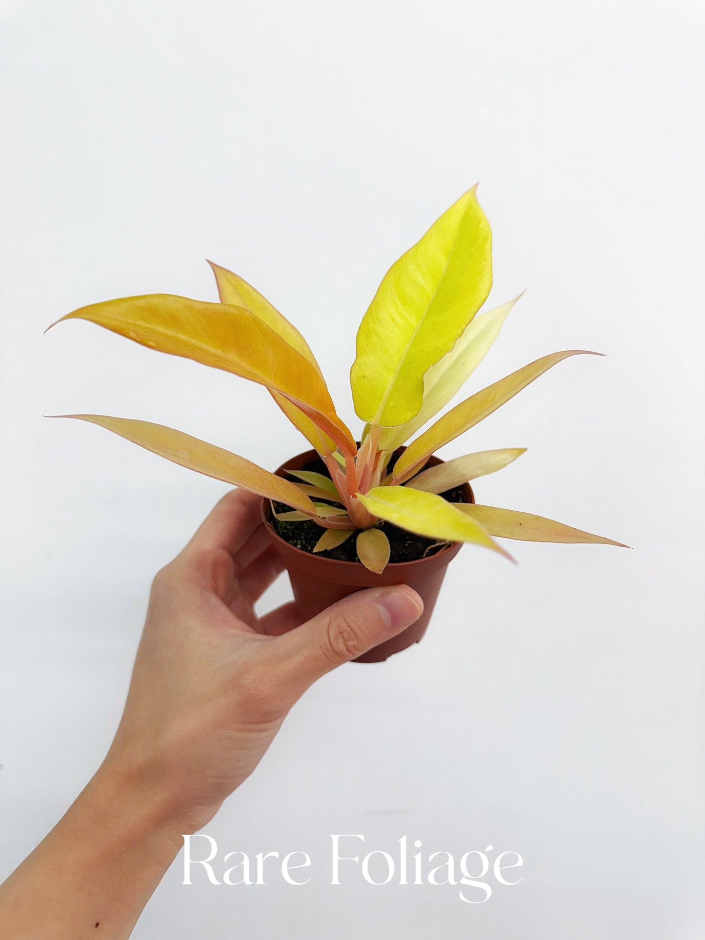Philodendron Pluto Gold 3”