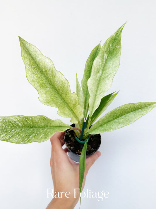 Philodendron Pluto Mint Variegated 3”