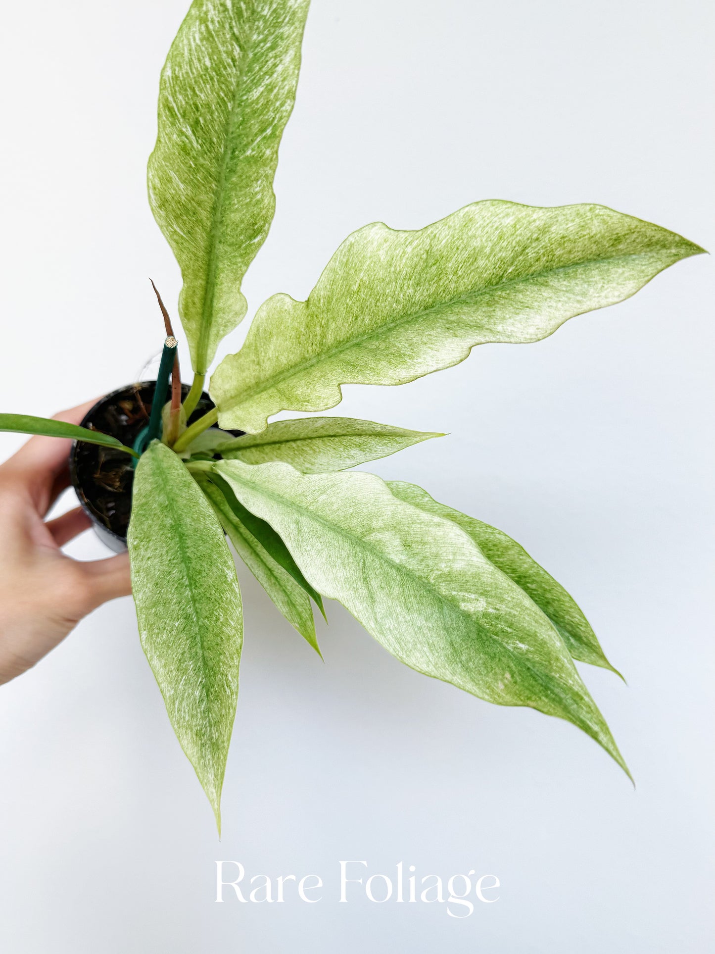 Philodendron Pluto Mint Variegated 3”