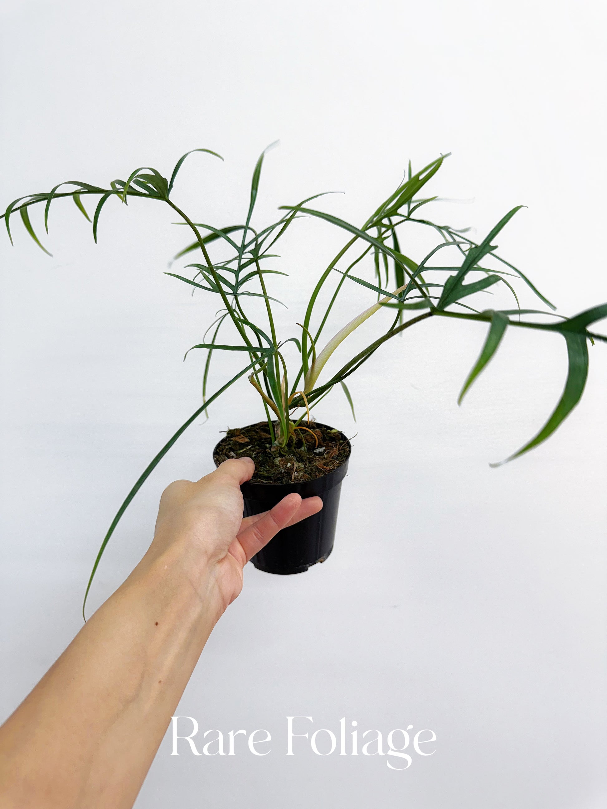 polypodioides philodendron Philodendron Polypodioides 4” – Rare Foliage Plant Co