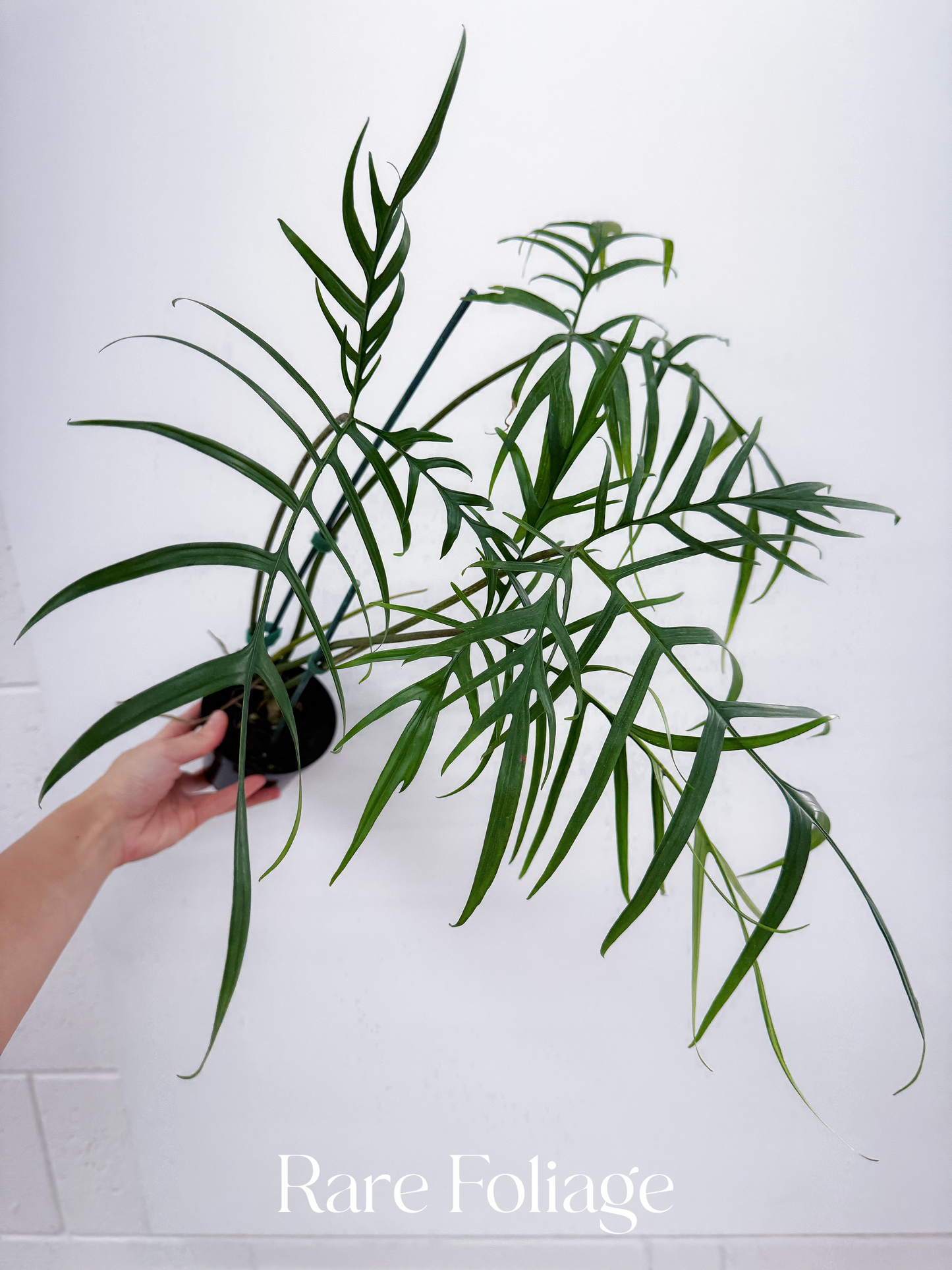 Philodendron Polypodioides 4” Large