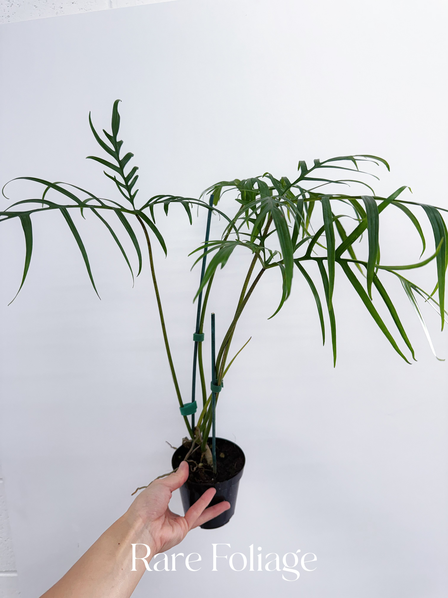 Philodendron Polypodioides 4” Large