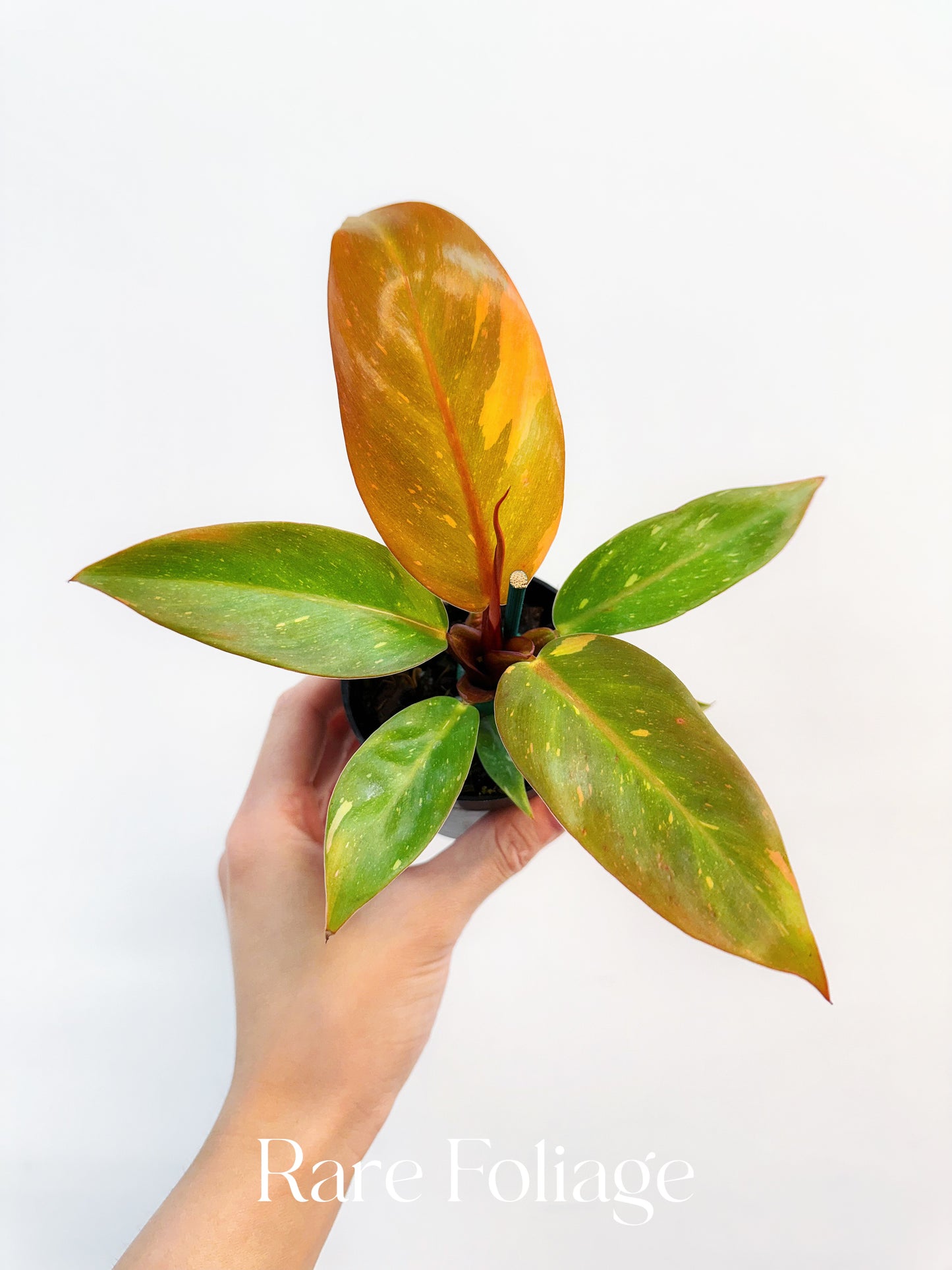 philodendron prince of orange light Philodendron Prince of Orange Variegated 3” – Rare Foliage Plant Co