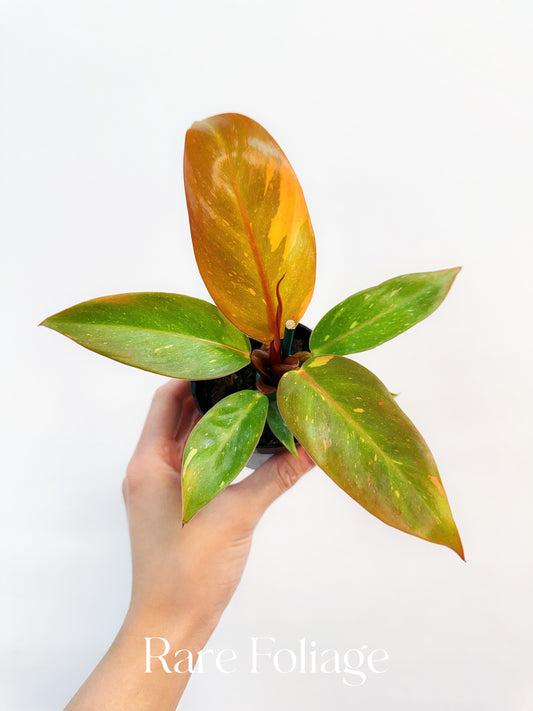 Philodendron Prince of Orange Variegated 3”