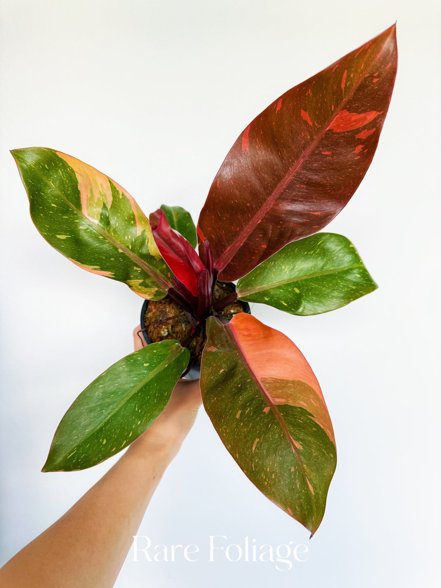 Philodendron Prince of Orange Variegated 4” Exact Plant