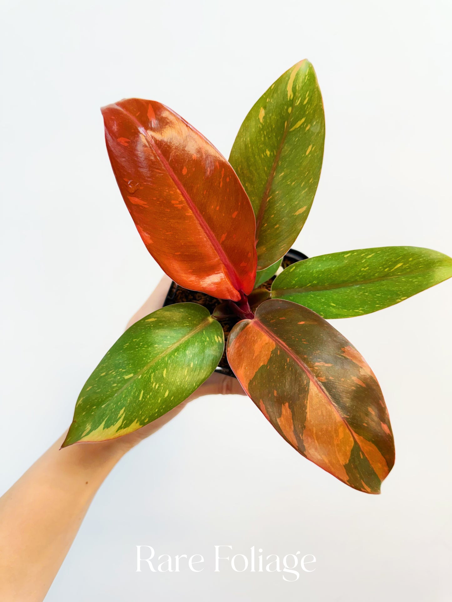 Philodendron Prince of Orange Variegated 3”