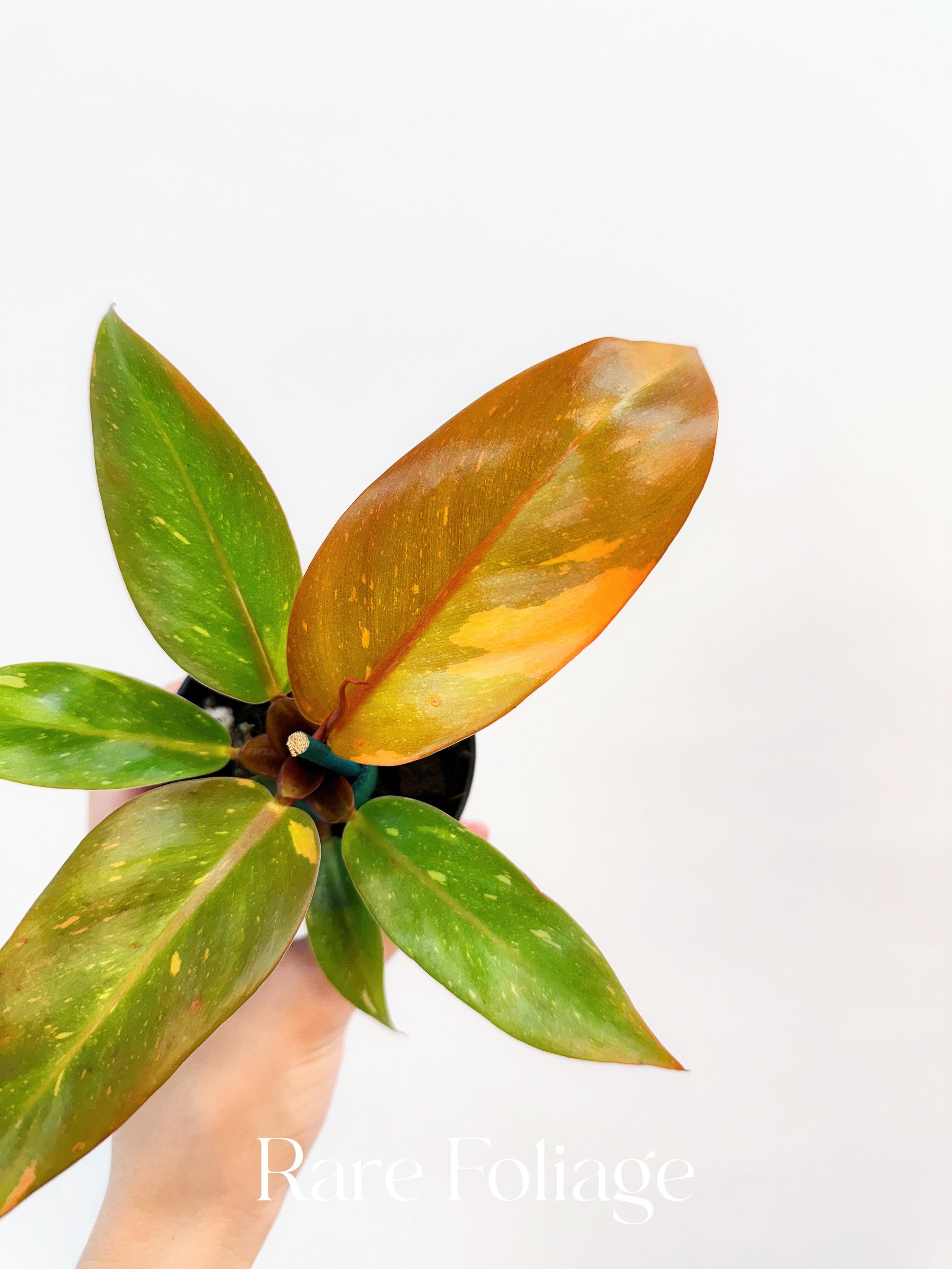 philodendron prince of orange price Philodendron Prince of Orange Variegated 3” – Rare Foliage Plant Co