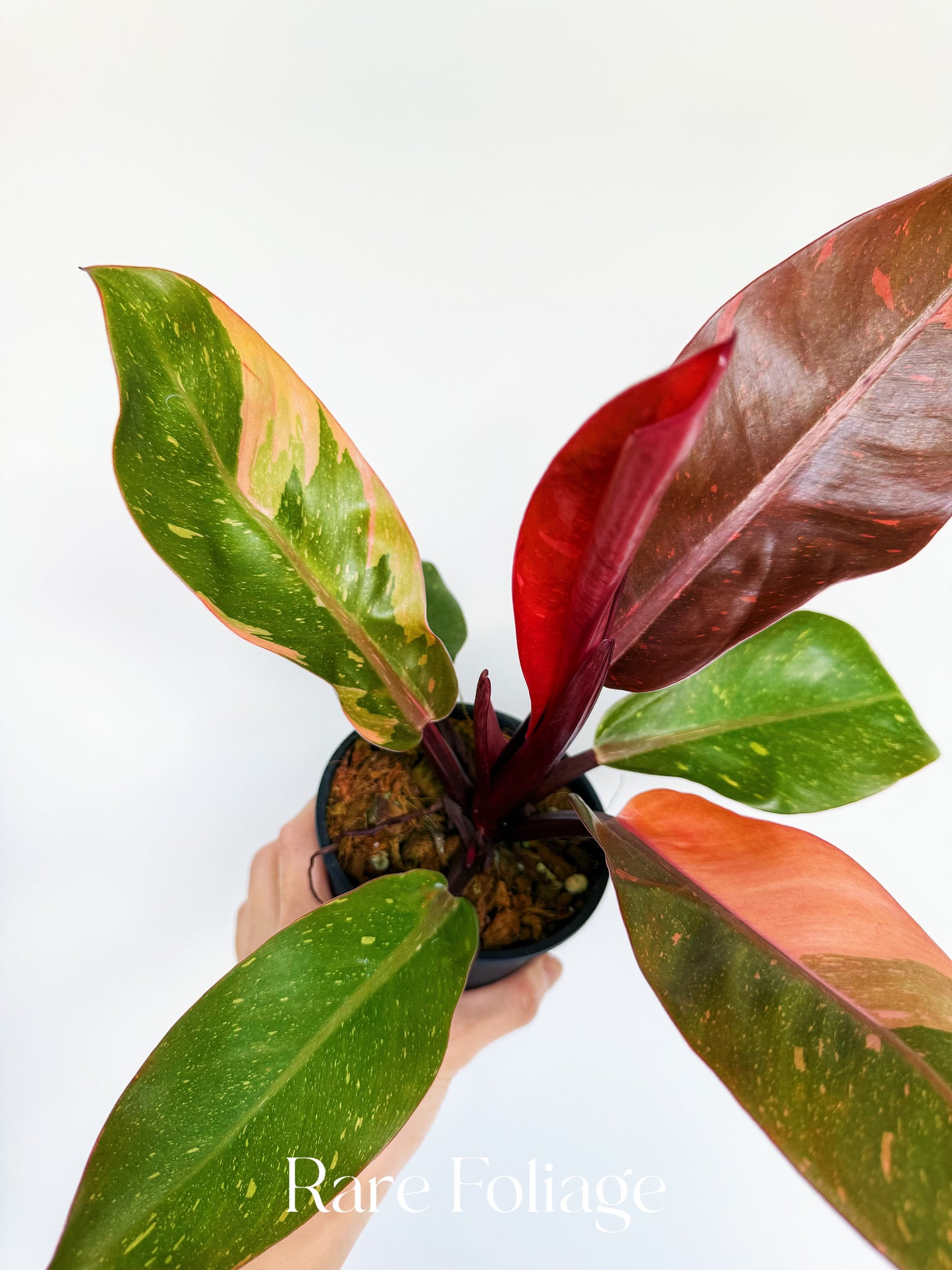 Philodendron Prince of Orange Variegated 4” Exact Plant