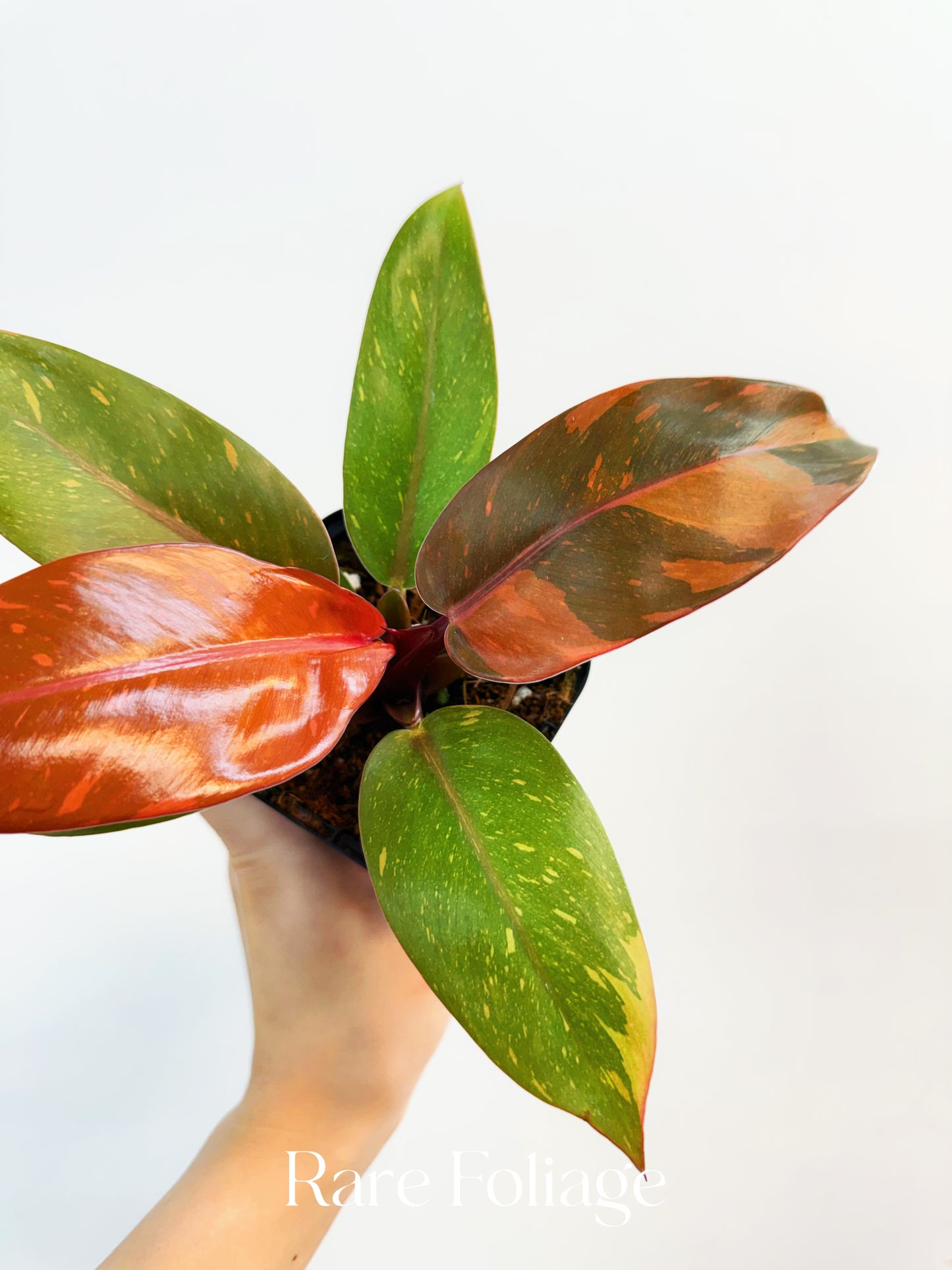 Philodendron Prince of Orange Variegated 3”