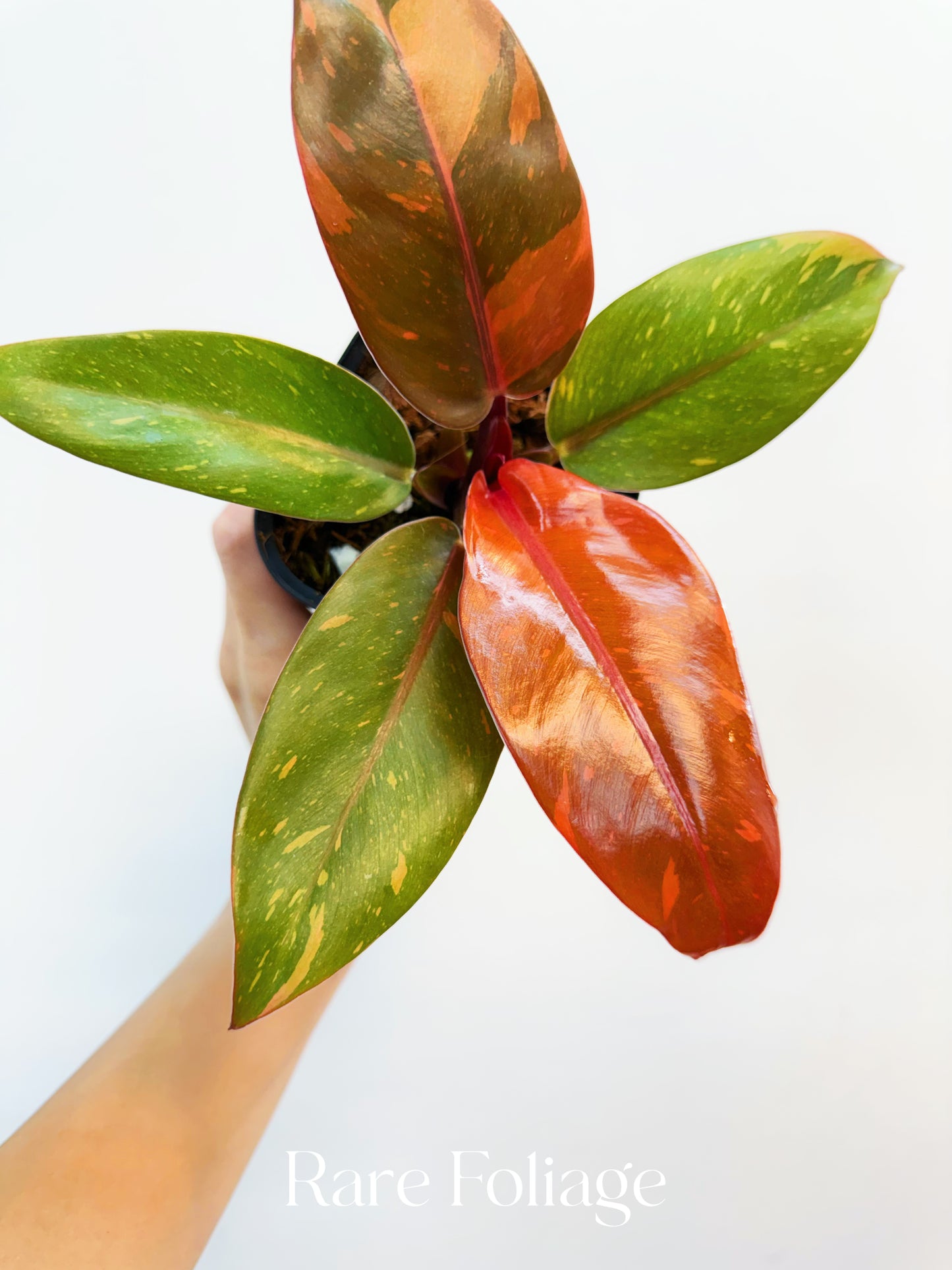 Philodendron Prince of Orange Variegated 3”