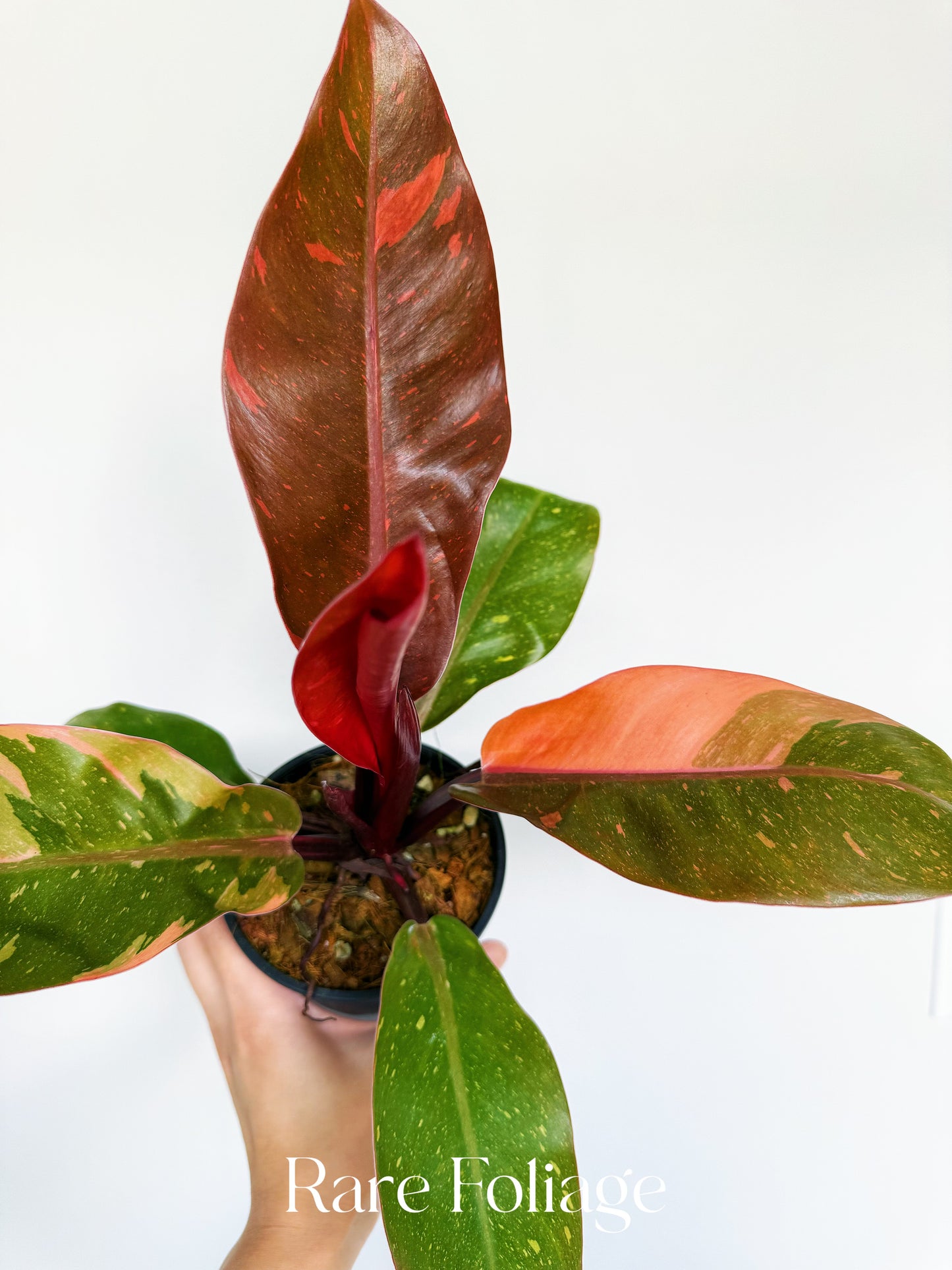 Philodendron Prince of Orange Variegated 4” Exact Plant