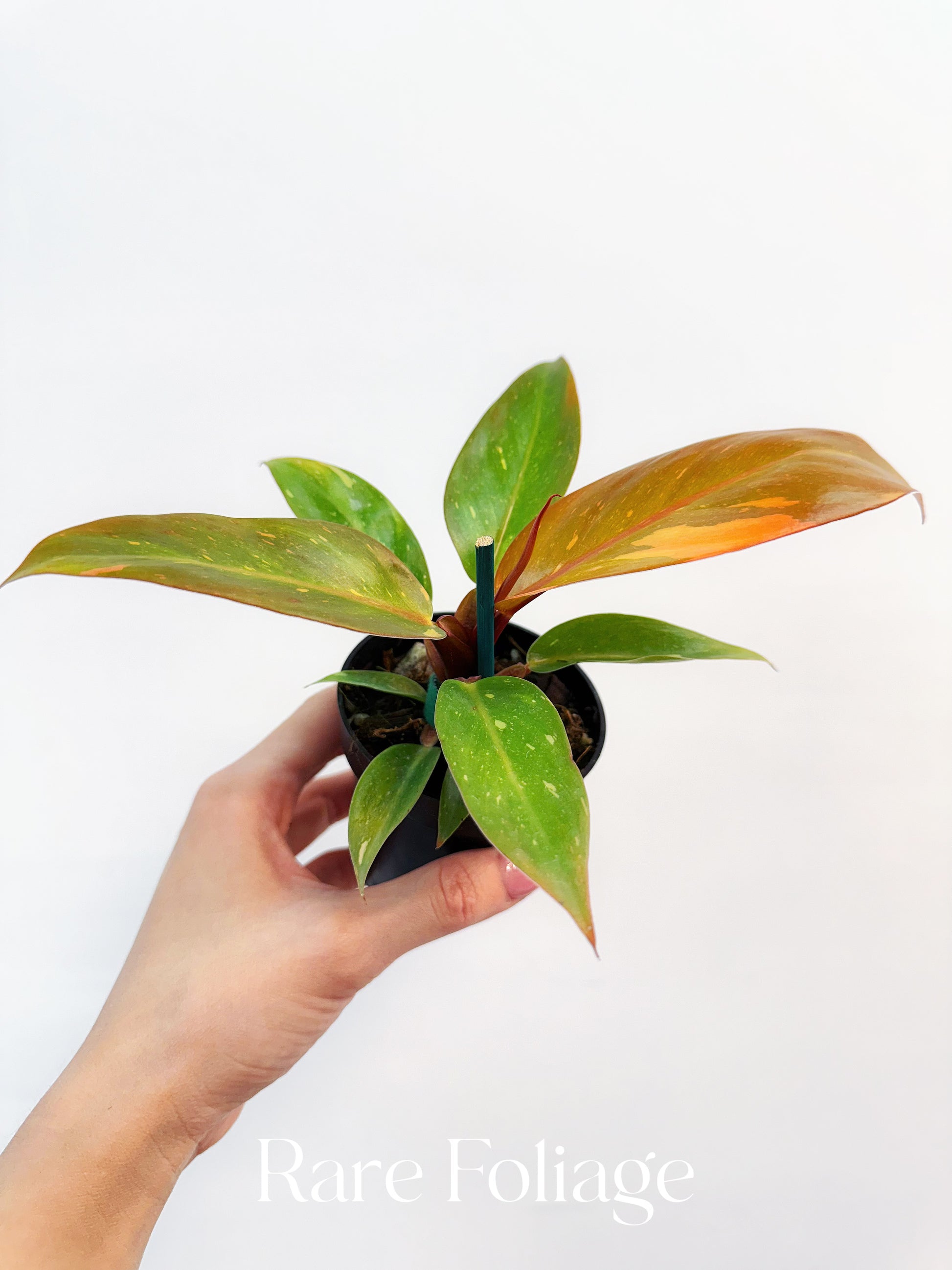 prince william philodendron Philodendron Prince of Orange Variegated 3” – Rare Foliage Plant Co