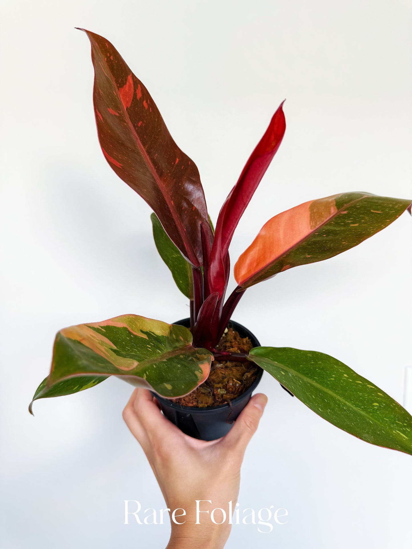 Philodendron Prince of Orange Variegated 4” Exact Plant