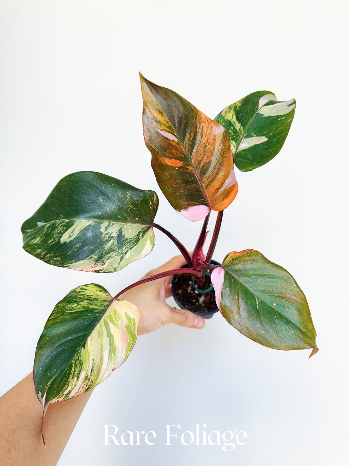 Philodendron Princess of Fire Tricolor 3" Exact Plant