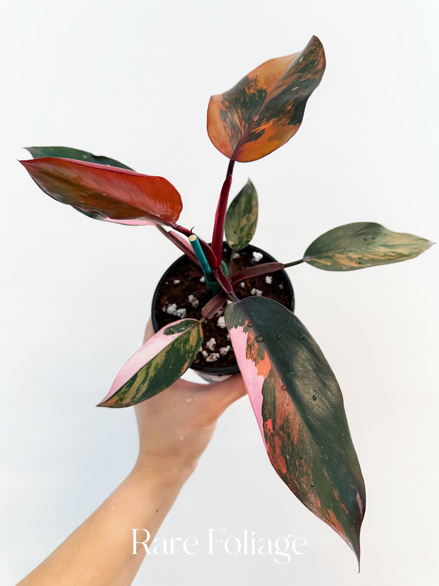 Philodendron Princess of Fire 5” Exact Plant