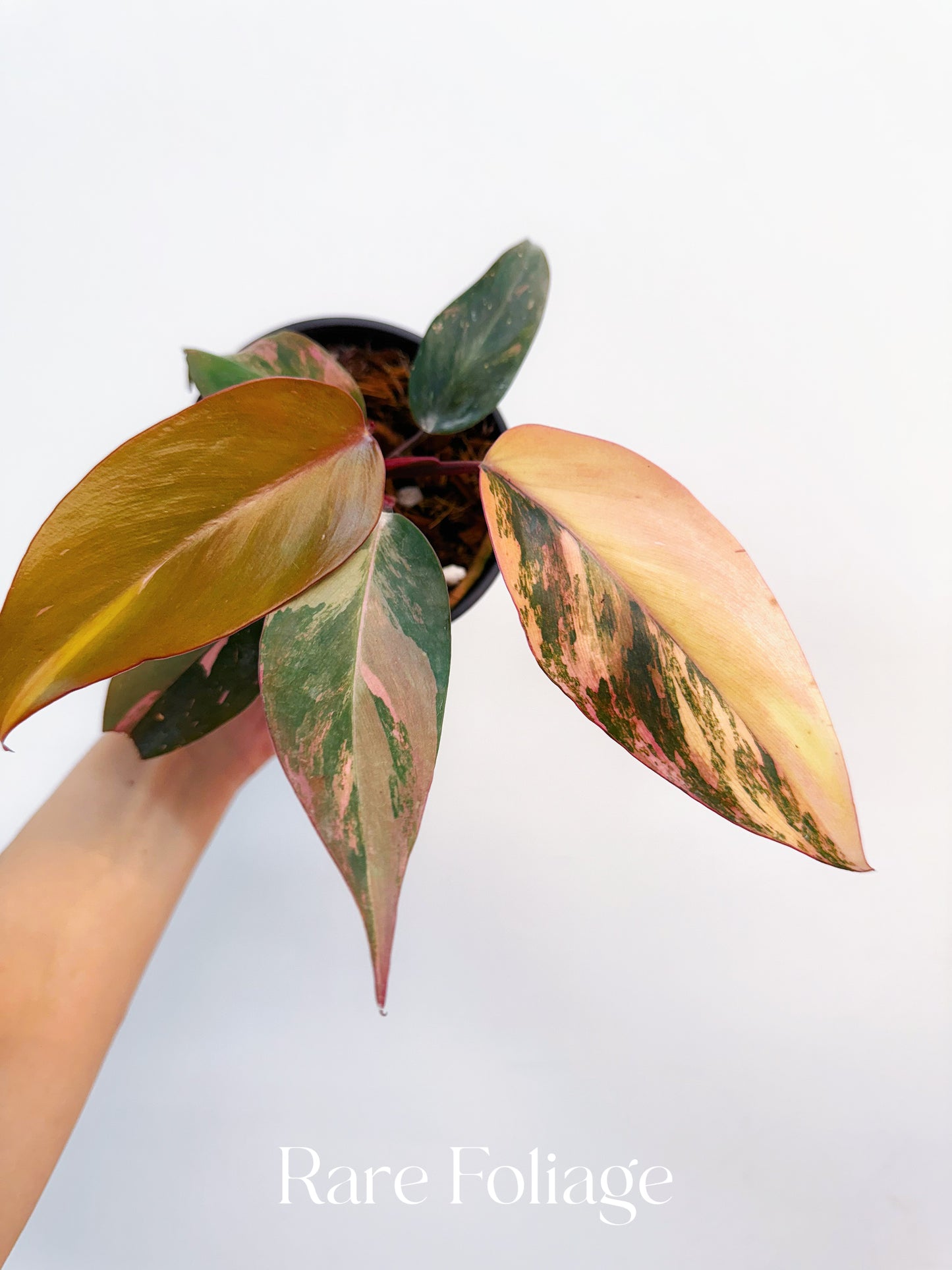 Philodendron Princess of Fire 4” Exact Plant