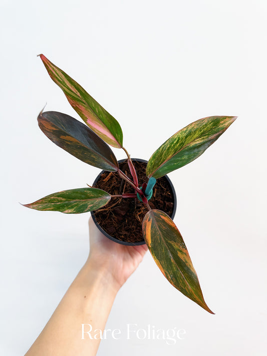 Philodendron Princess of Fire 4” Exact Plant