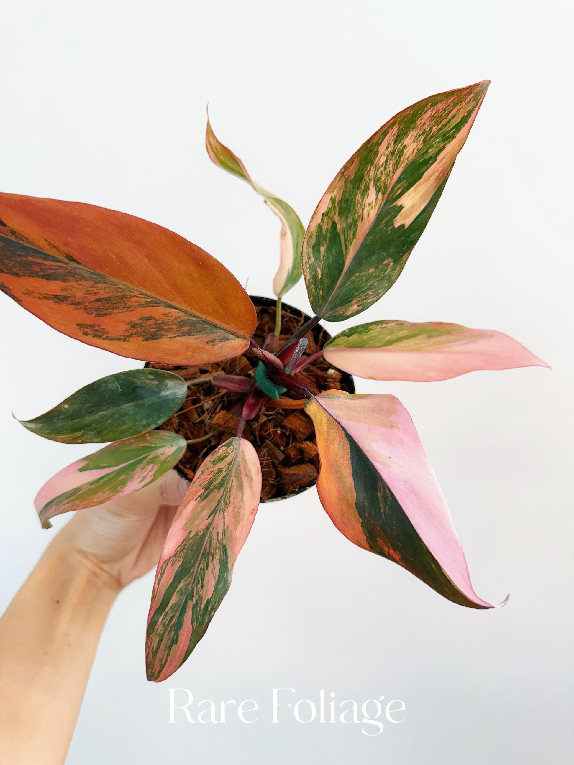 philodendron princess of fire Philodendron Princess of Fire 4” Exact Plant – Rare Foliage Plant Co