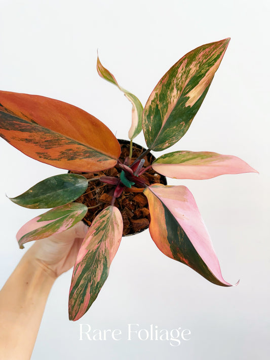 Philodendron Princess of Fire 4” Exact Plant