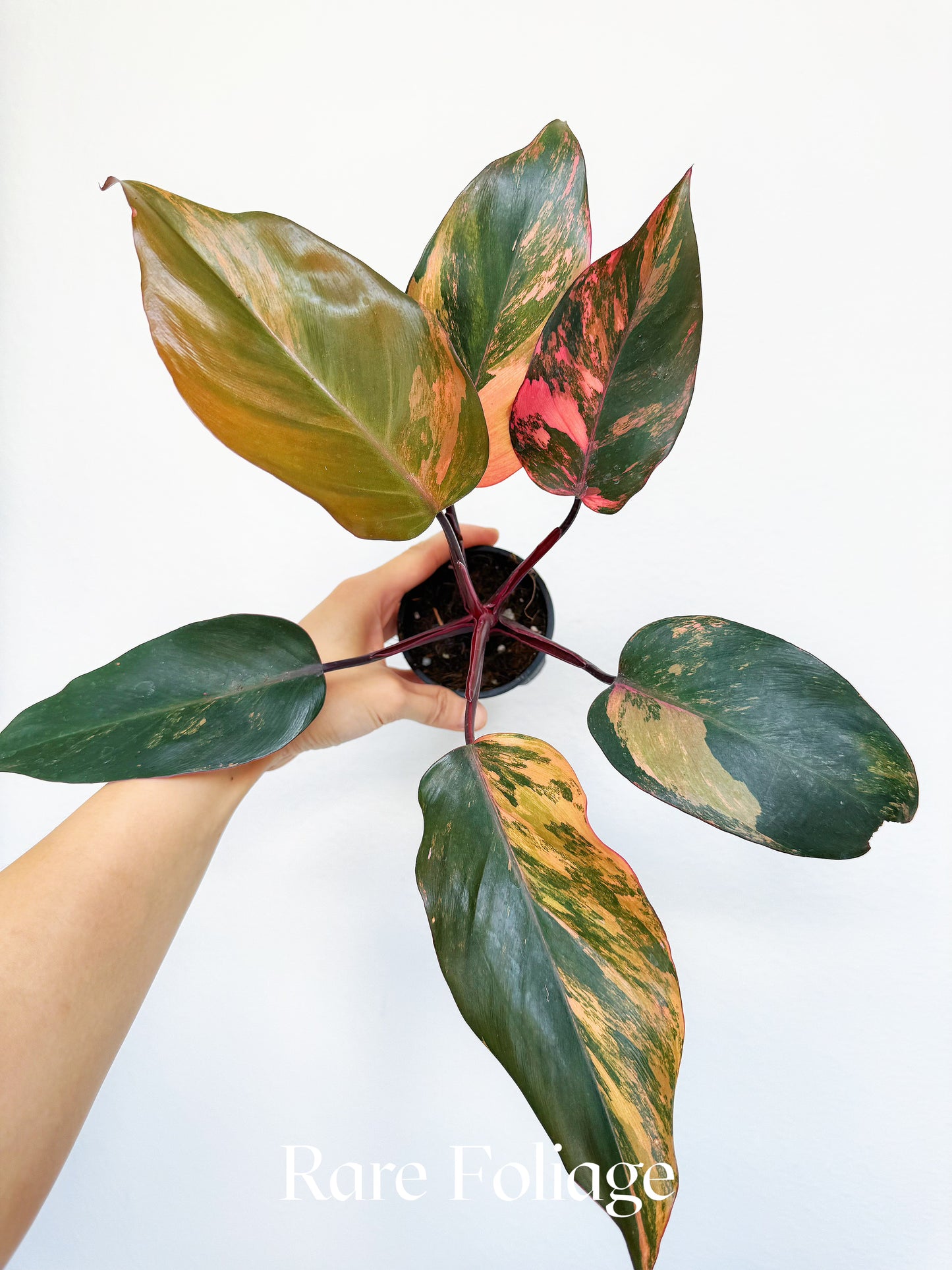 Philodendron Princess of Fire Tricolor 3" Exact Plant