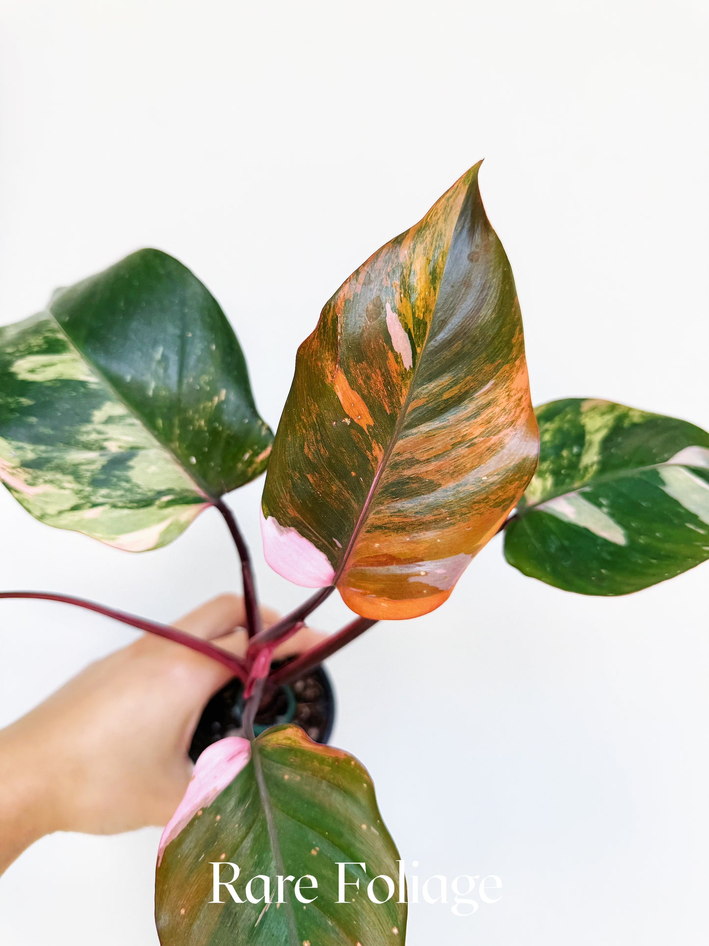 Philodendron Princess of Fire Tricolor 3" Exact Plant