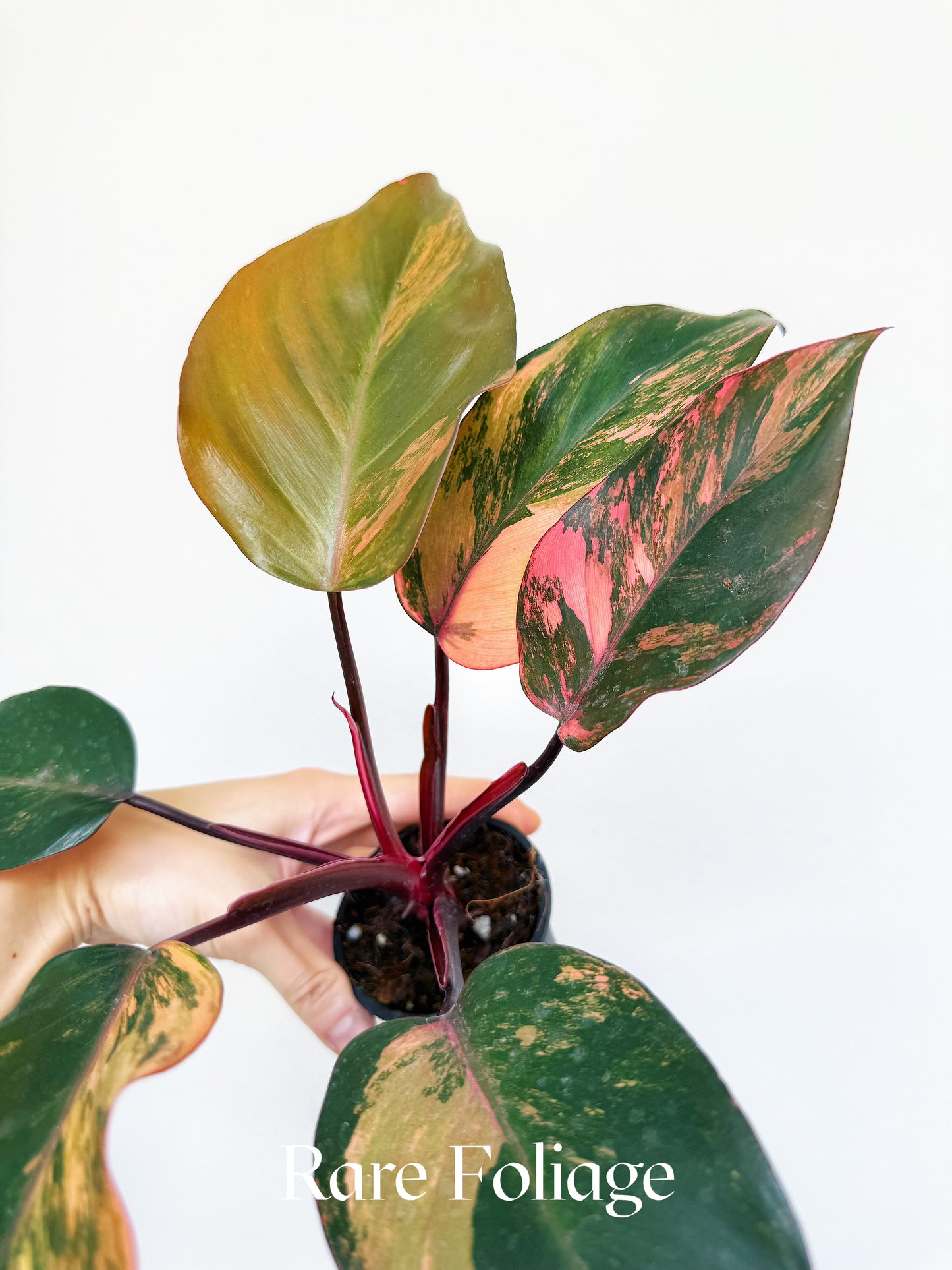 Philodendron Princess of Fire Tricolor 3" Exact Plant