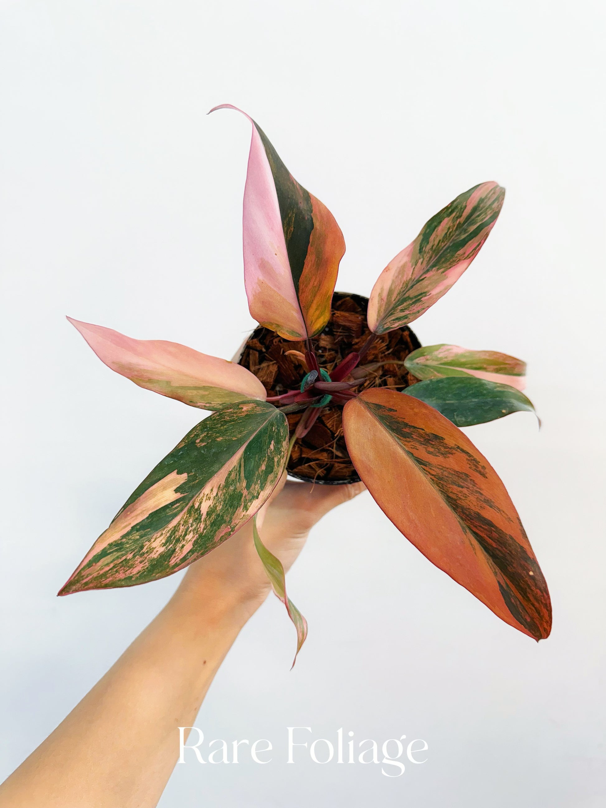 fire princess philodendron Philodendron Princess of Fire 4” Exact Plant – Rare Foliage Plant Co