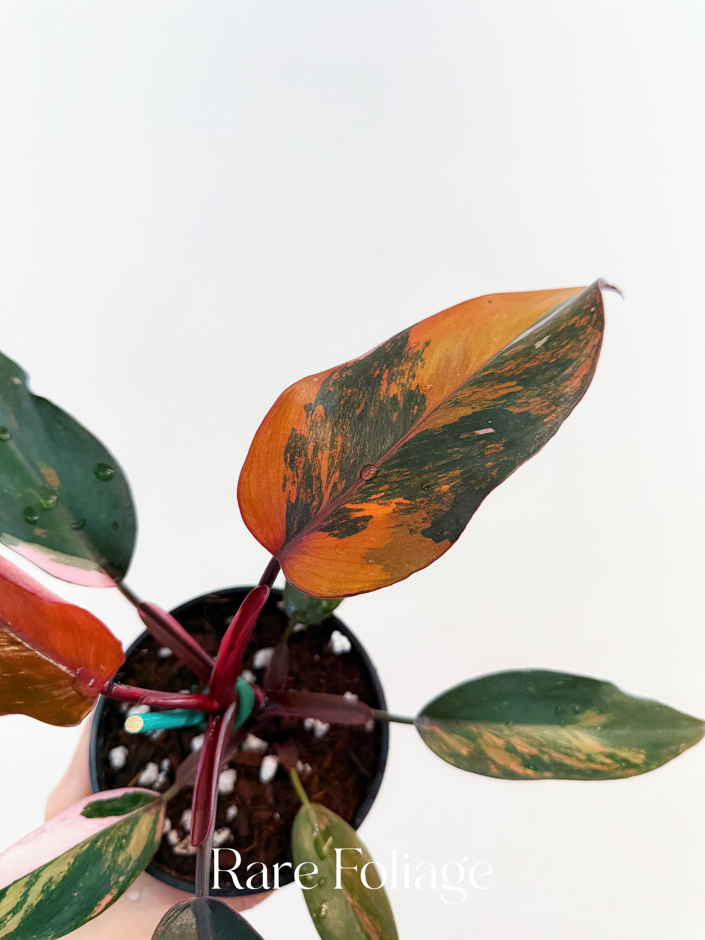 Philodendron Princess of Fire 5” Exact Plant