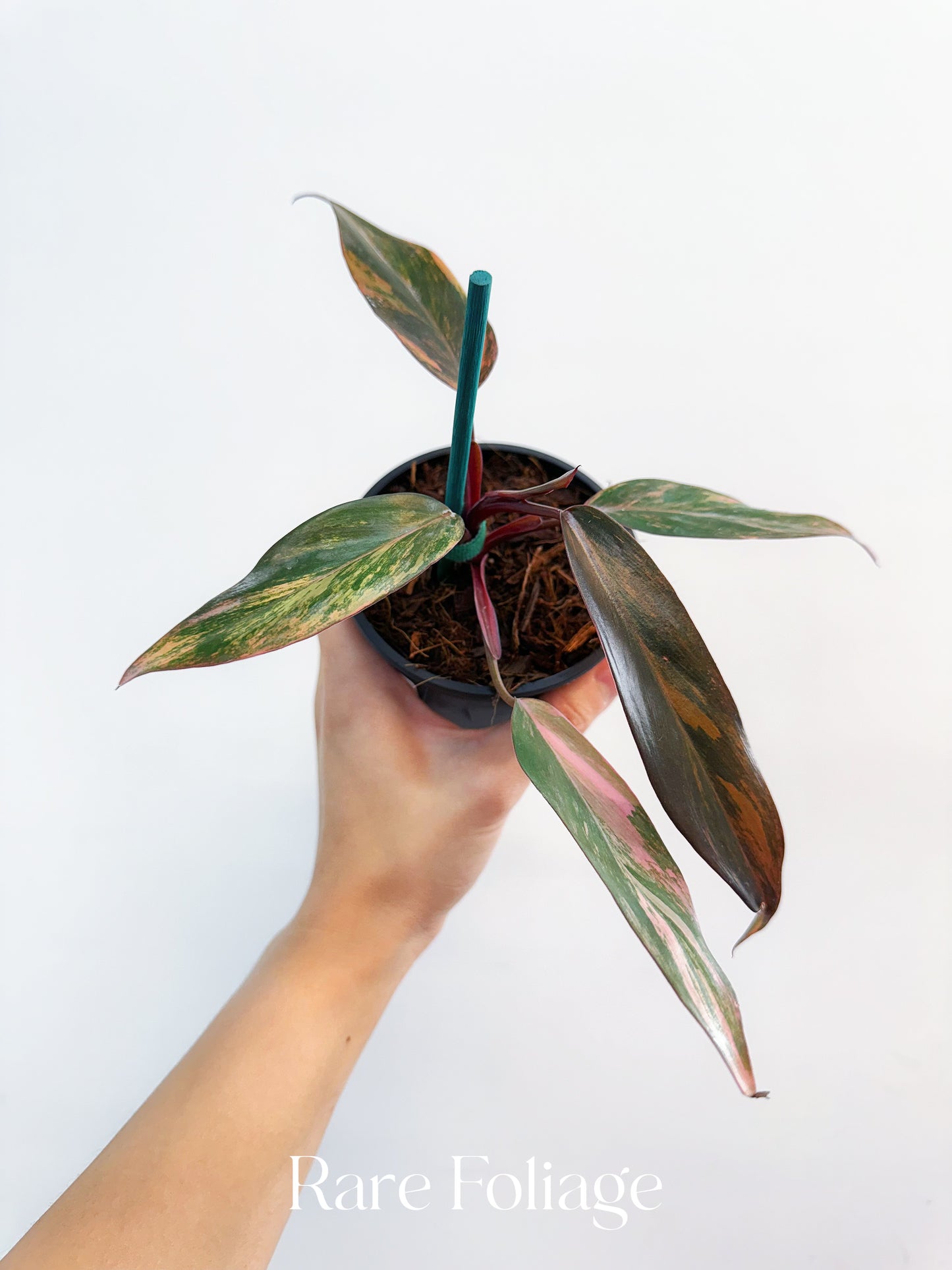 Philodendron Princess of Fire 4” Exact Plant