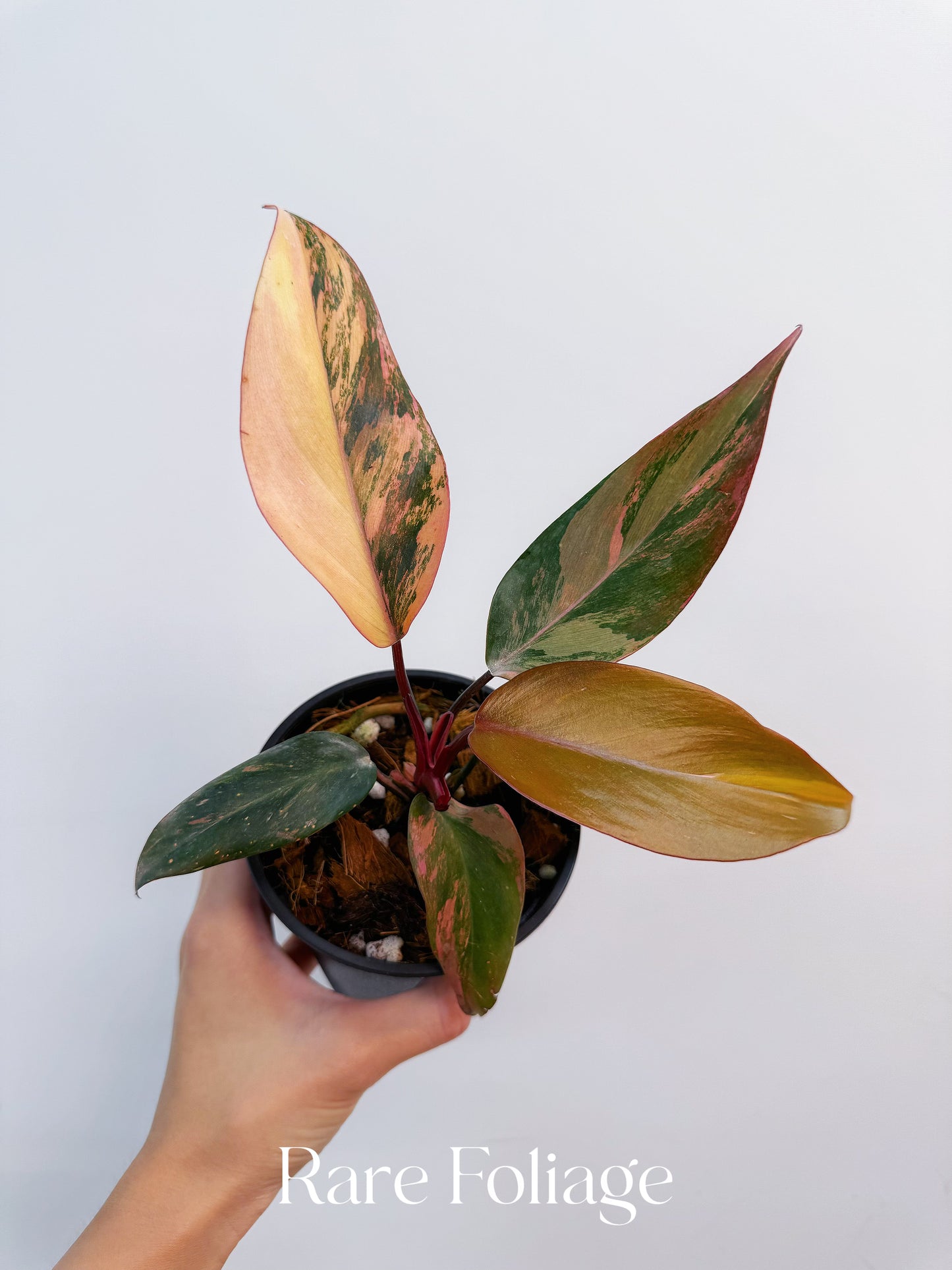 Philodendron Princess of Fire 4” Exact Plant