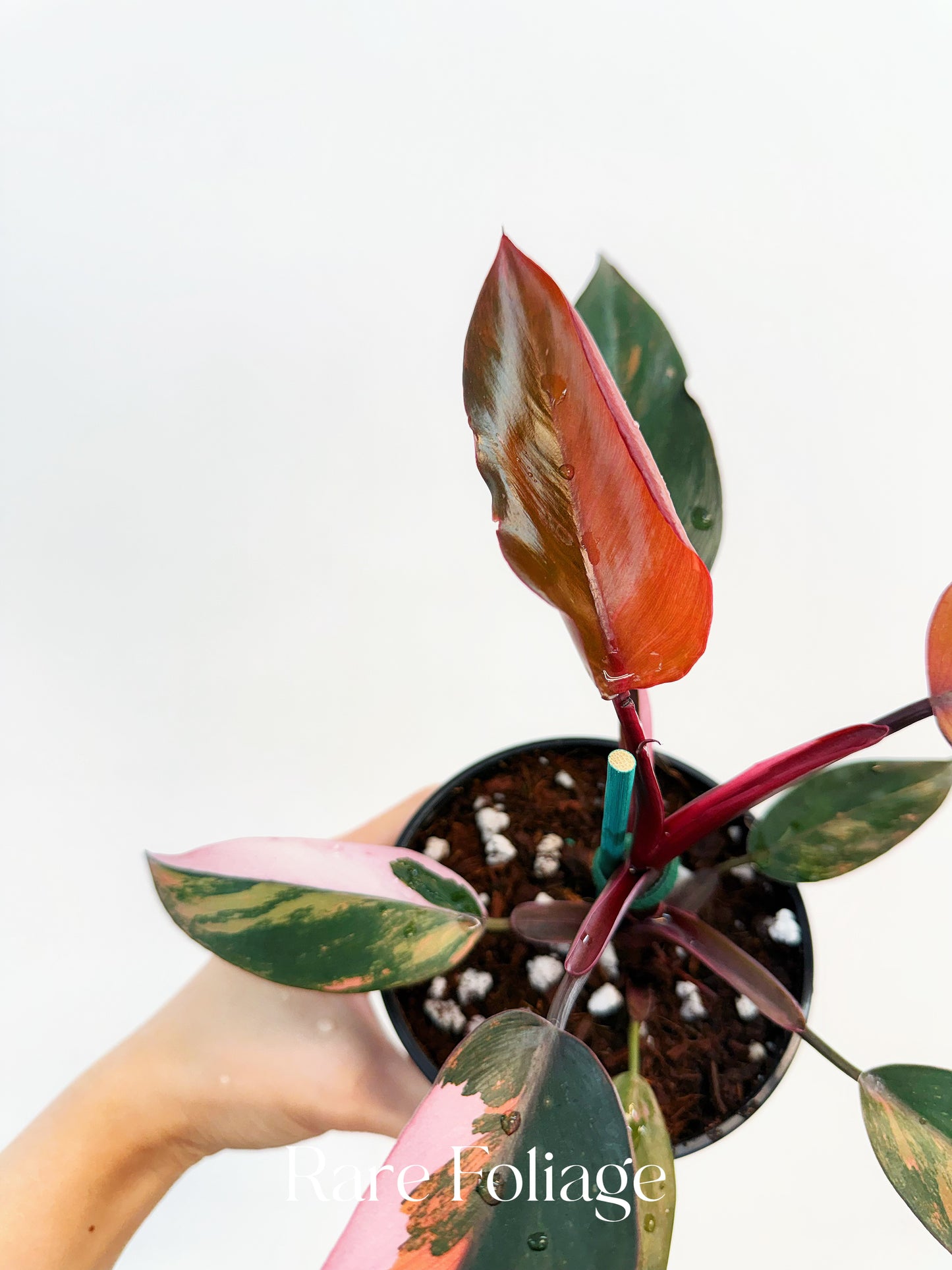 Philodendron Princess of Fire 5” Exact Plant