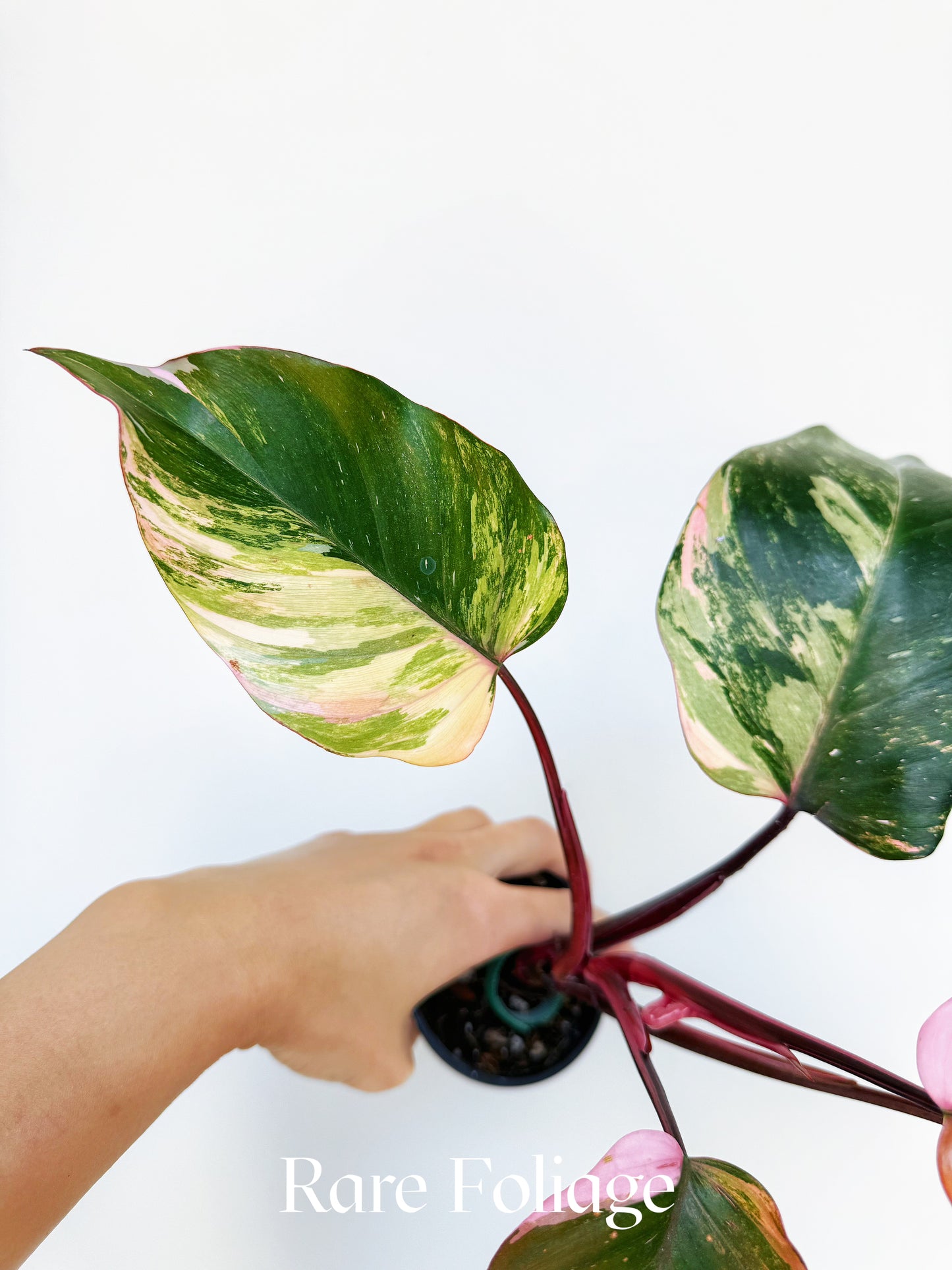 Philodendron Princess of Fire Tricolor 3" Exact Plant