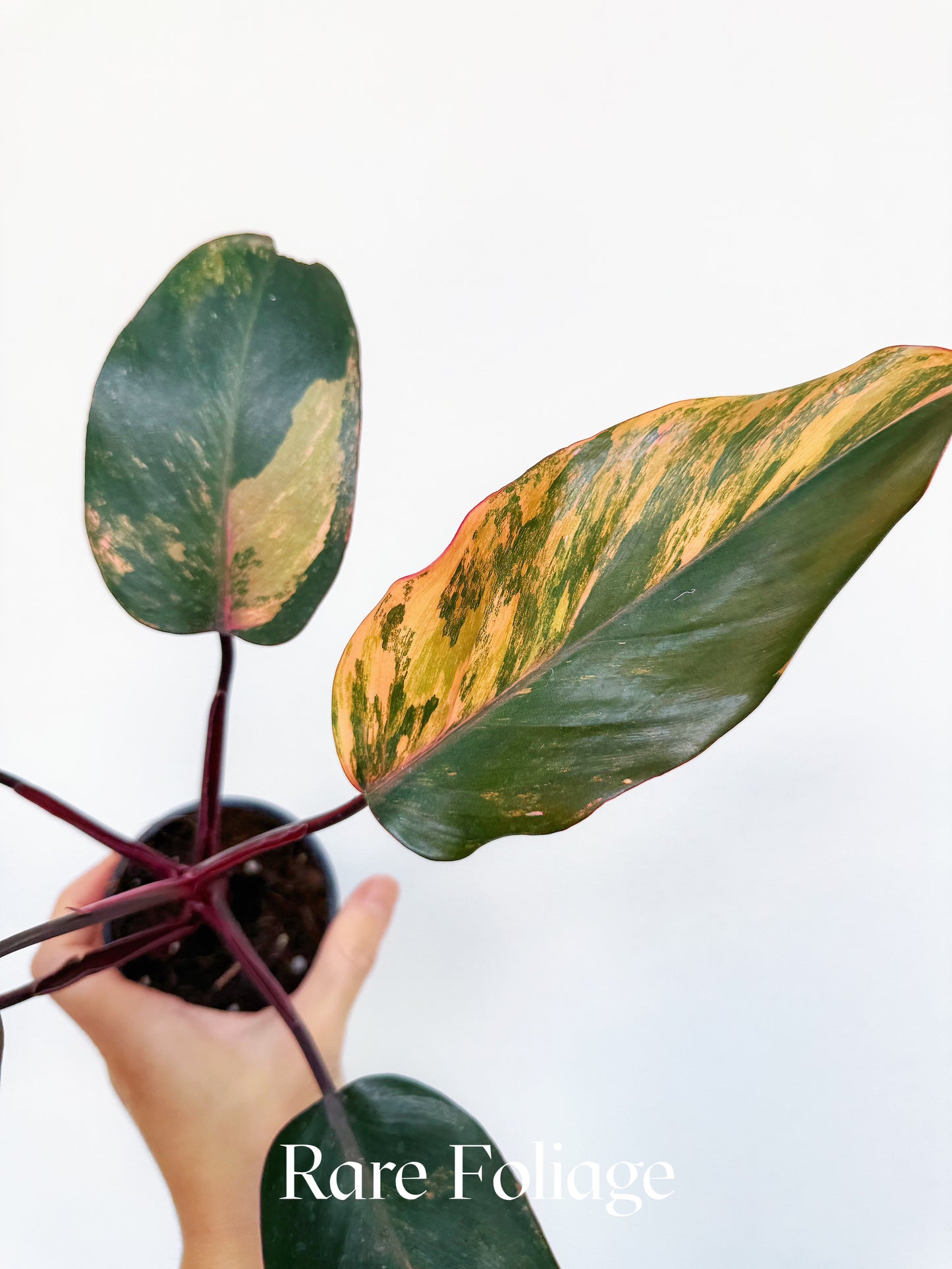 Philodendron Princess of Fire Tricolor 3" Exact Plant