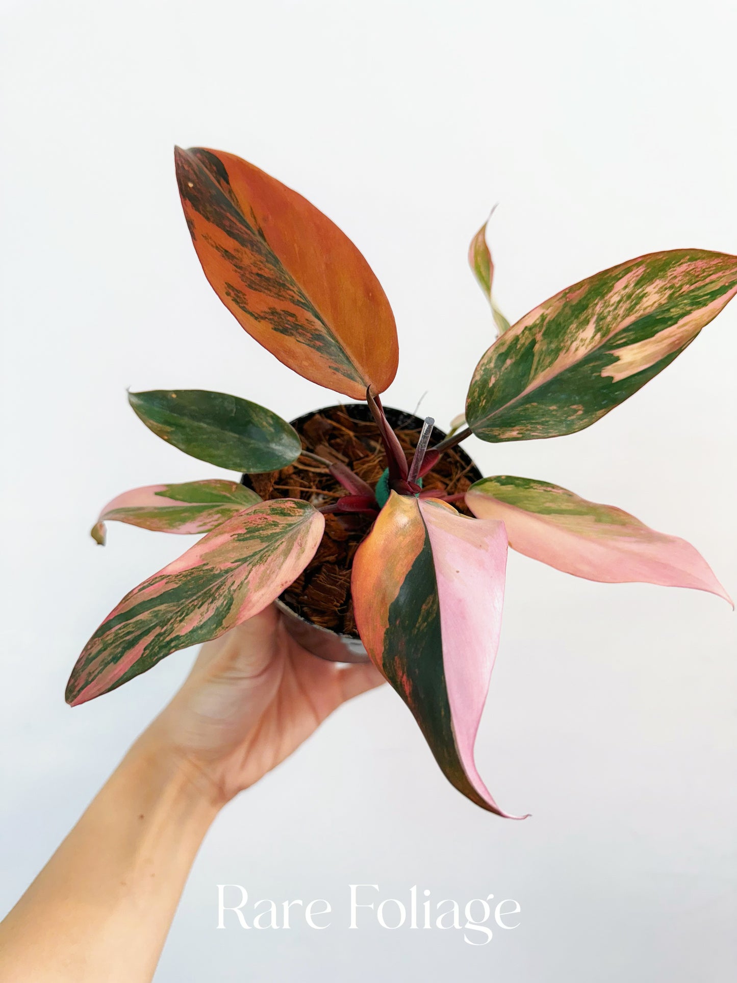 Philodendron Princess of Fire 4” Exact Plant